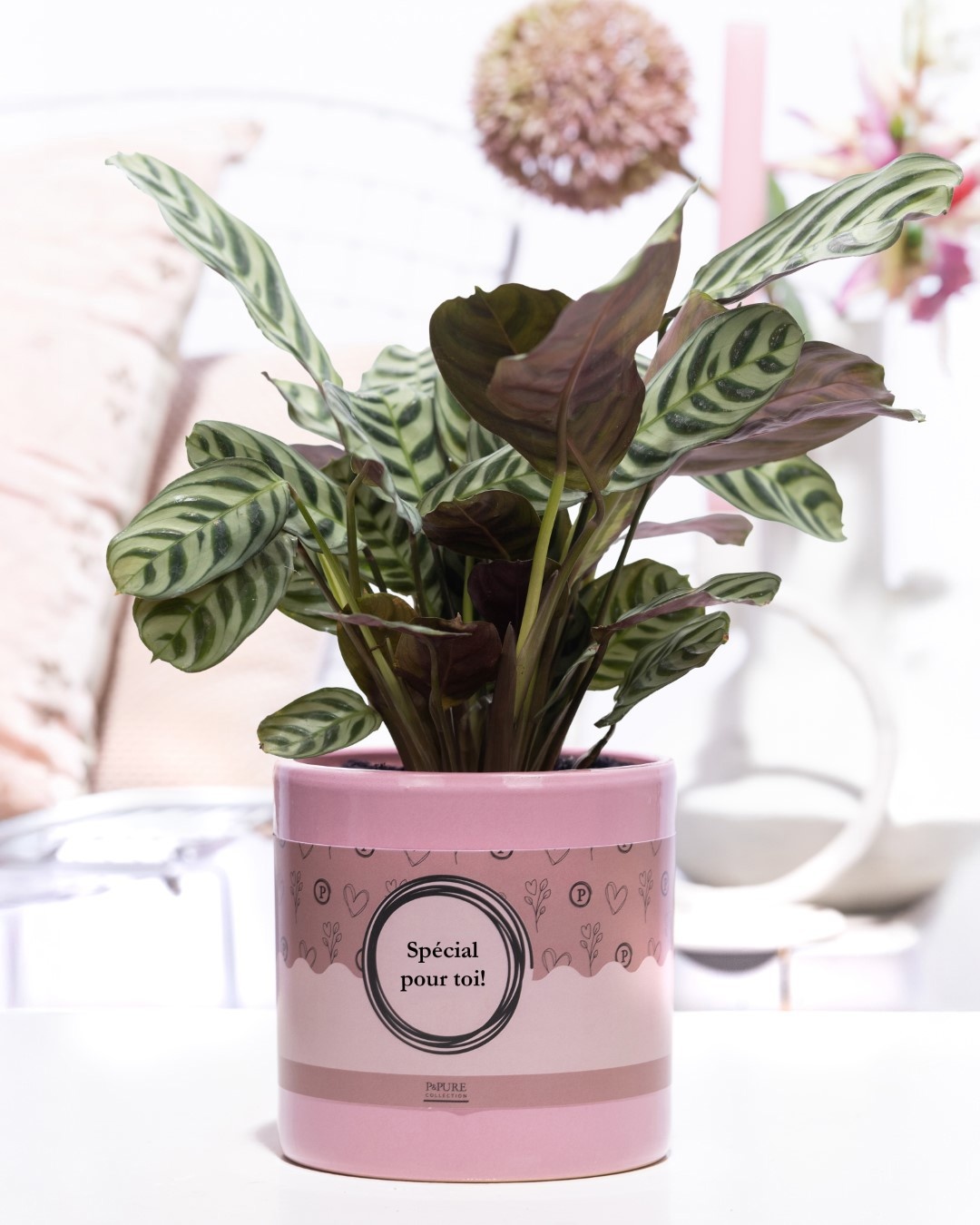 Ctenanthe Burle Marxii in P&P cadeau concept: SPECIAL POUR TOI!, D 12