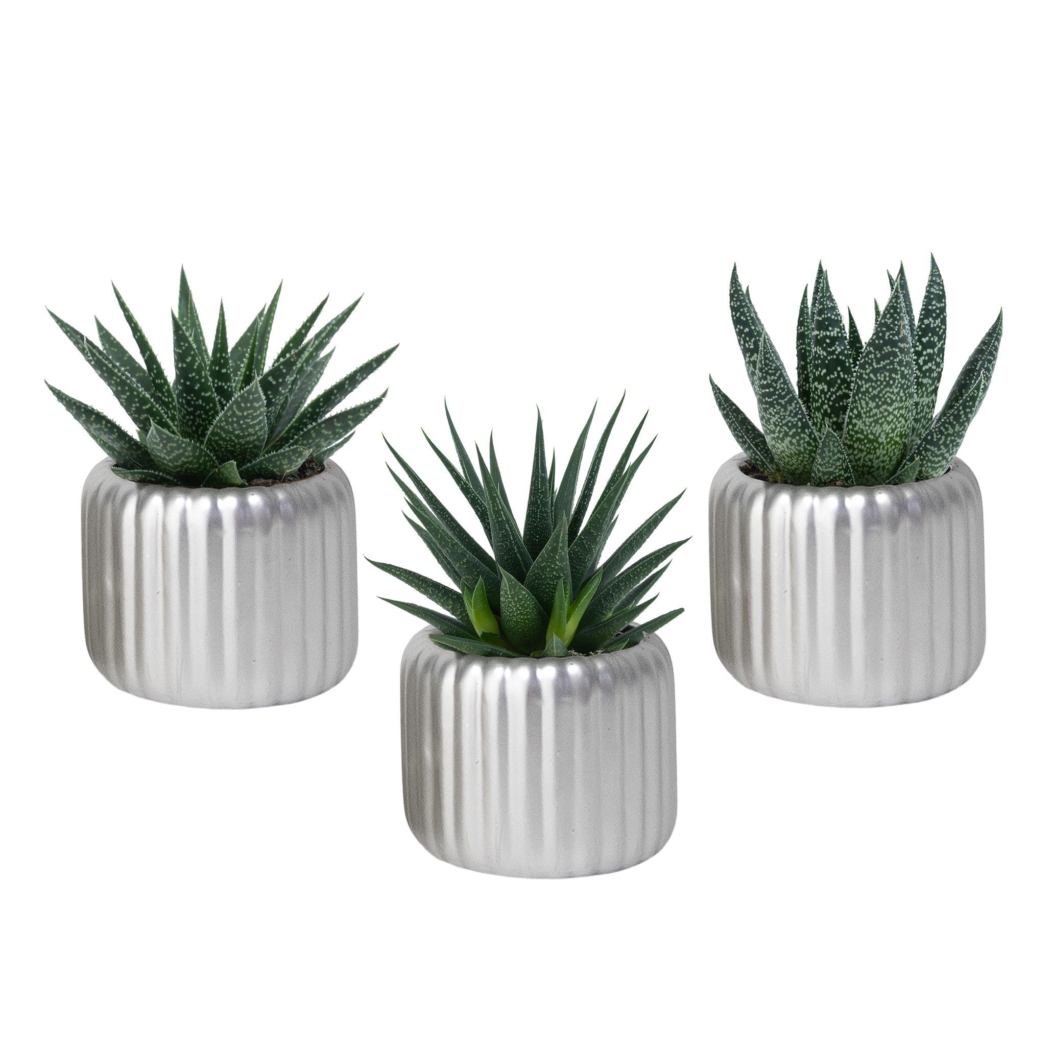 Vertical Silver with Succulent mix, D 6