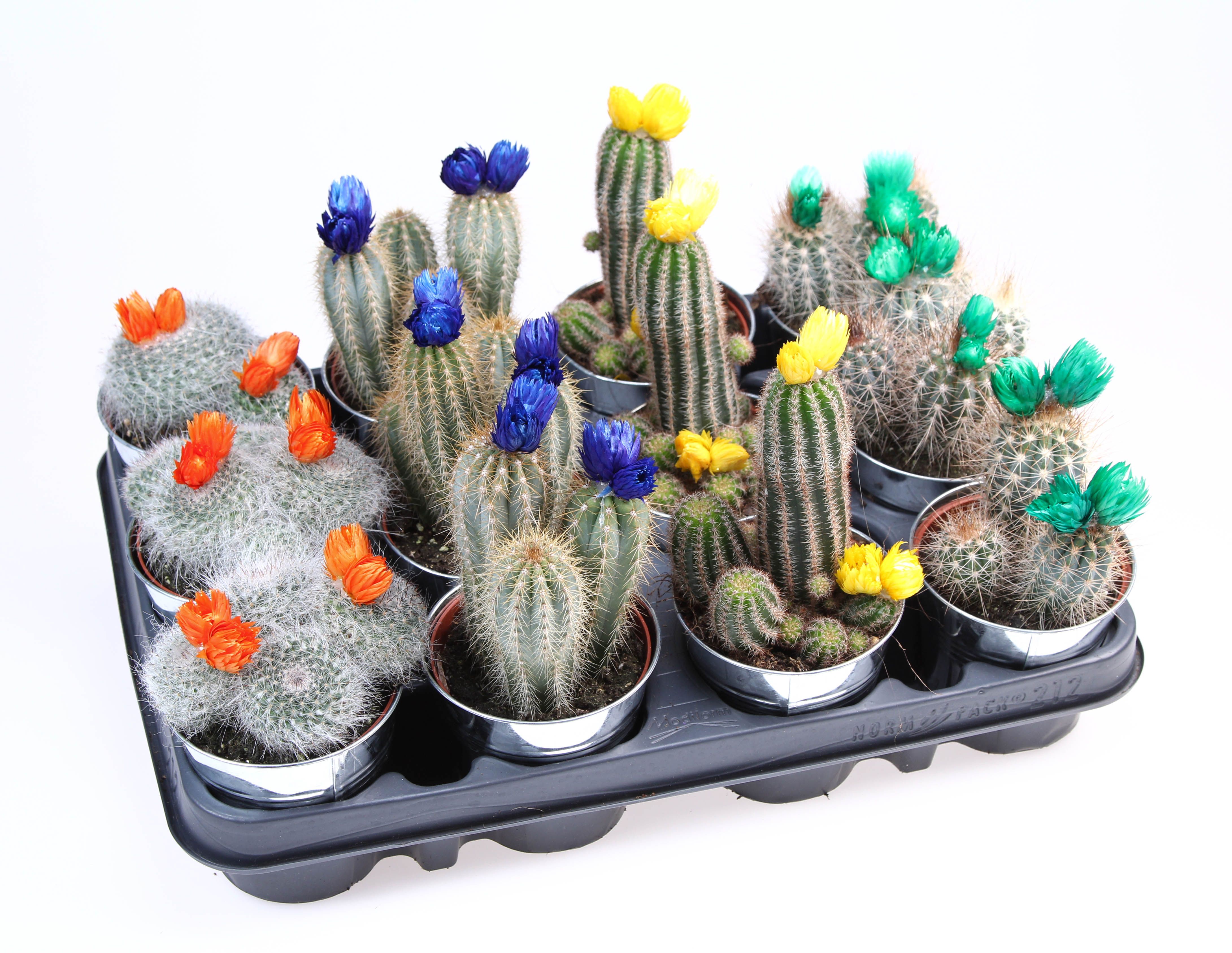 Strobloem in Zinkpot, D 8,5