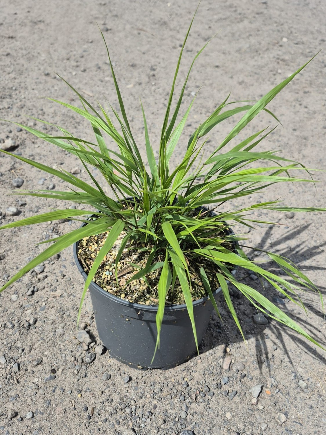 Hakonechloa mac. 'Greenhills', D 19