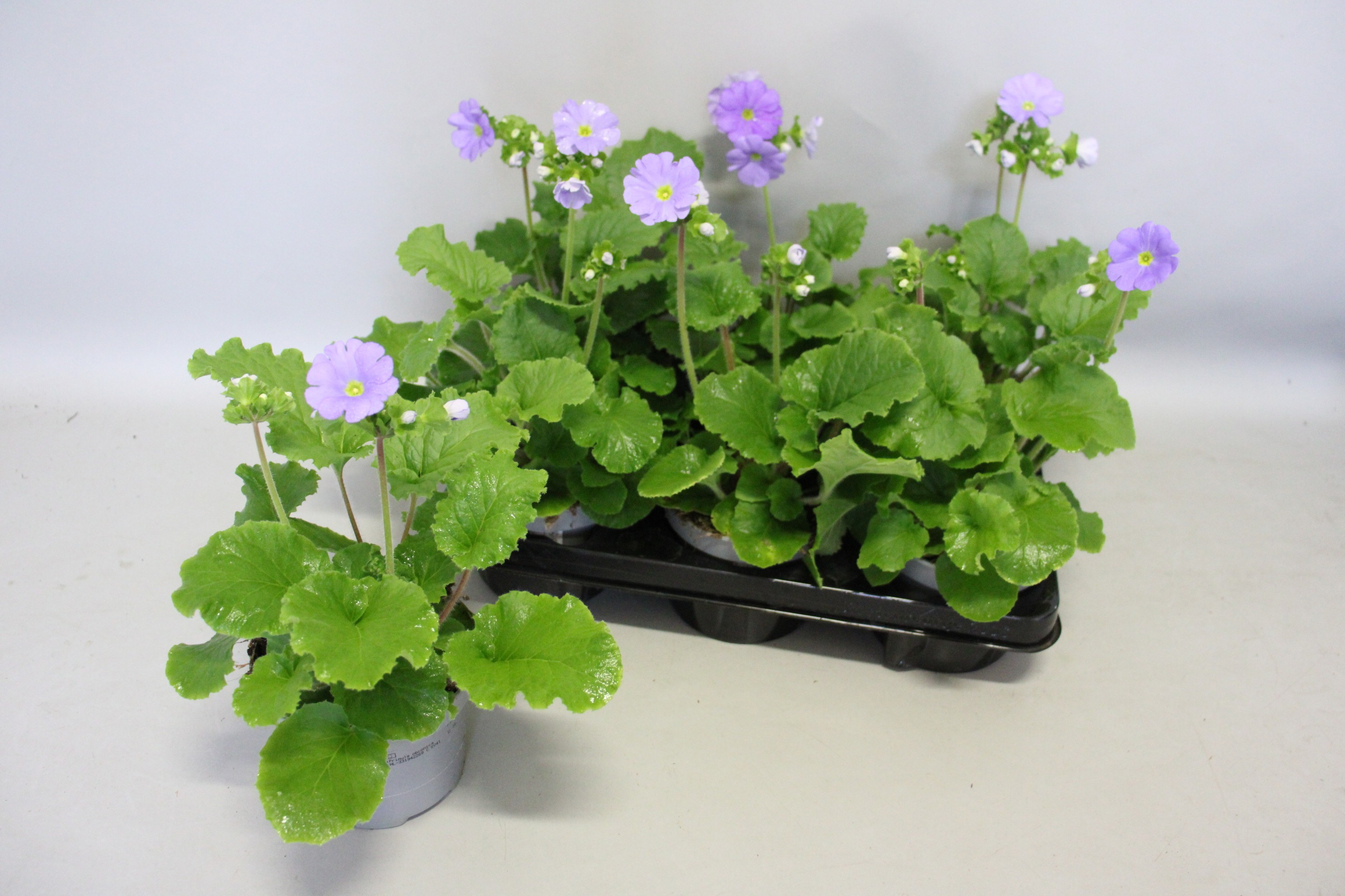 Primula obconica 13cm Blue, D 13