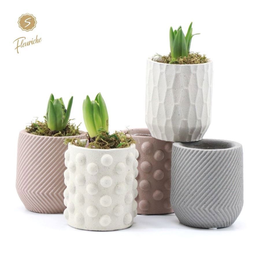 (1602) Hyacint Softly 1PP Mos, D 9