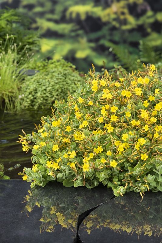 Hypericum elodes, D 9