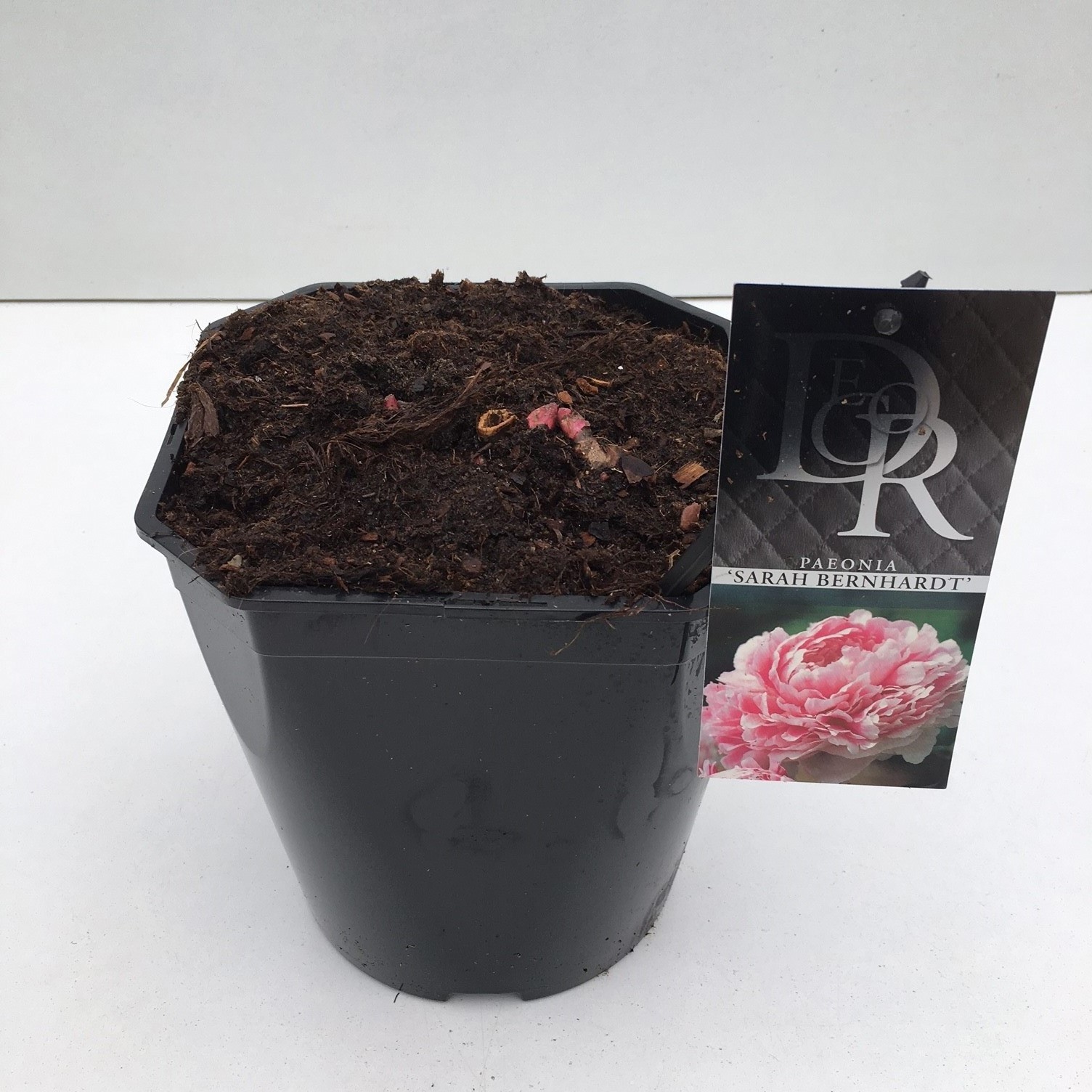 Paeonia 'Sarah Berhardt', D 23