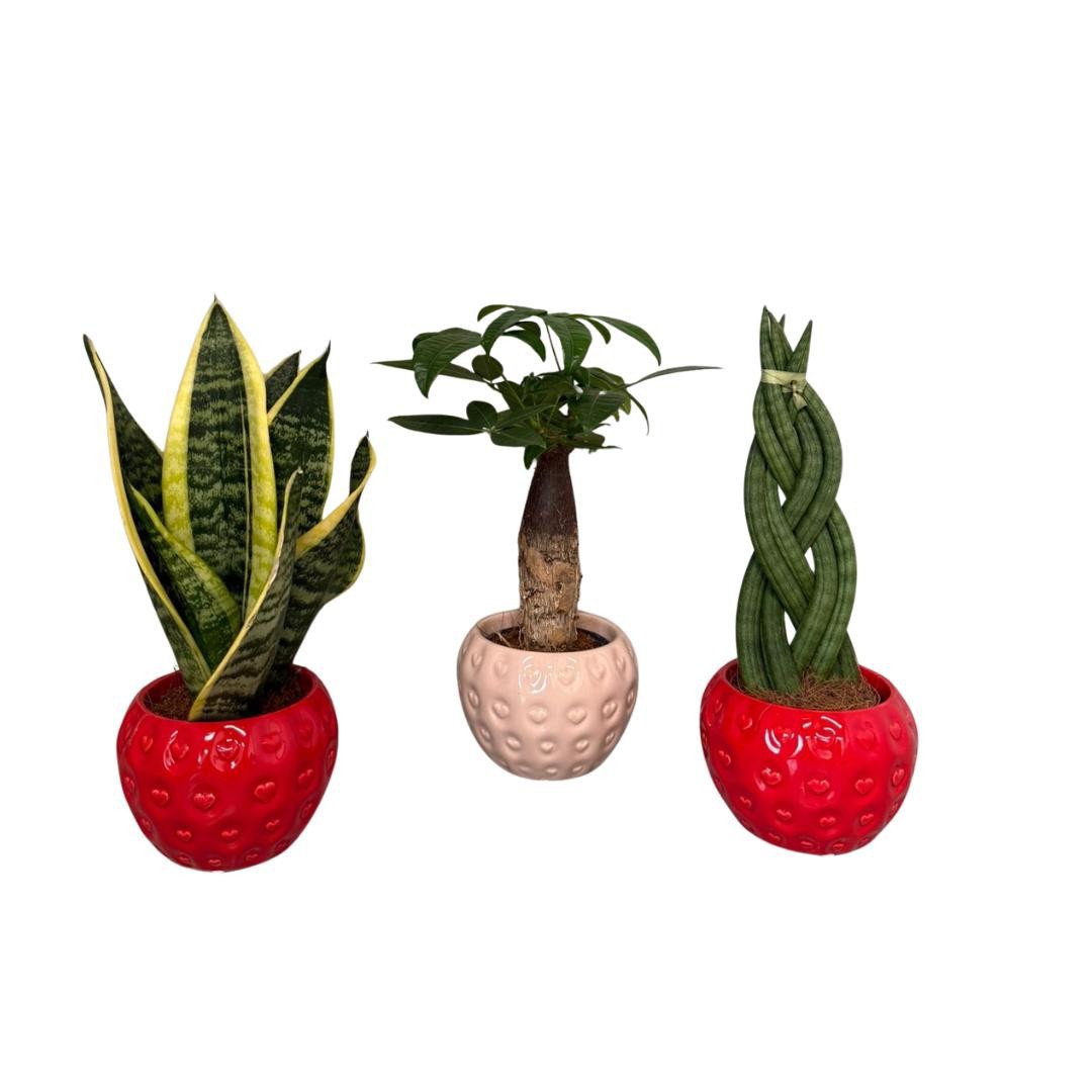Groenmix 9cm 3 soorten in Delicious fruit pot, D 9