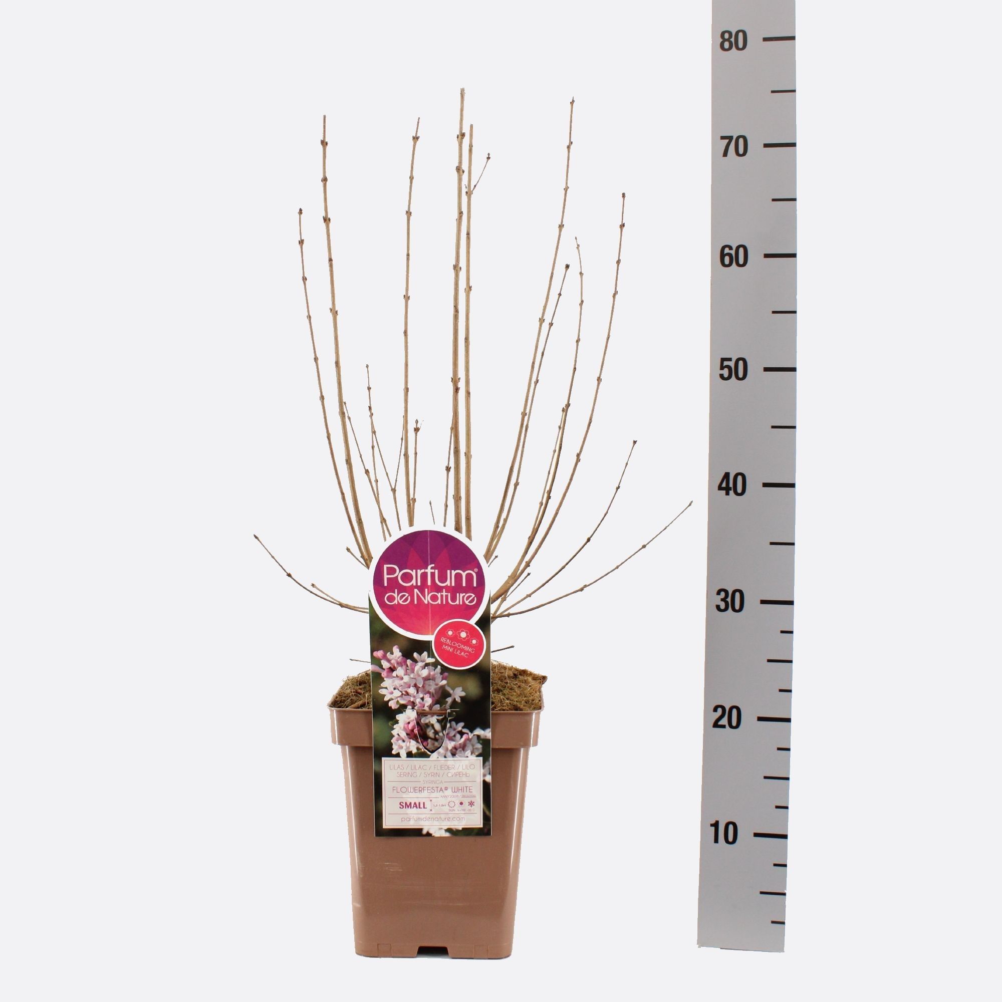 Syringa FLOWERFESTA ® White, C5, D 23