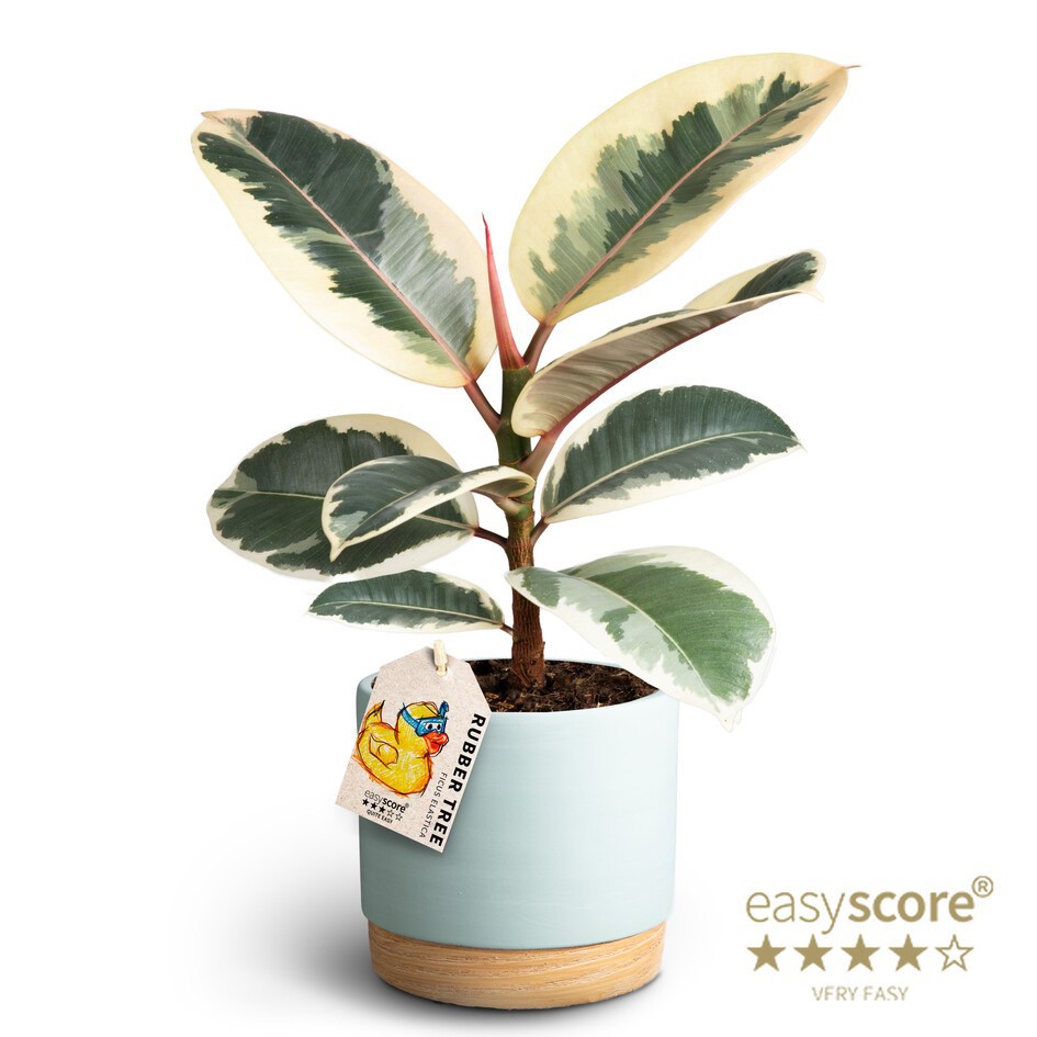 Woodbase Sky Blue, Ficus elastica ´Tineke´, D 12