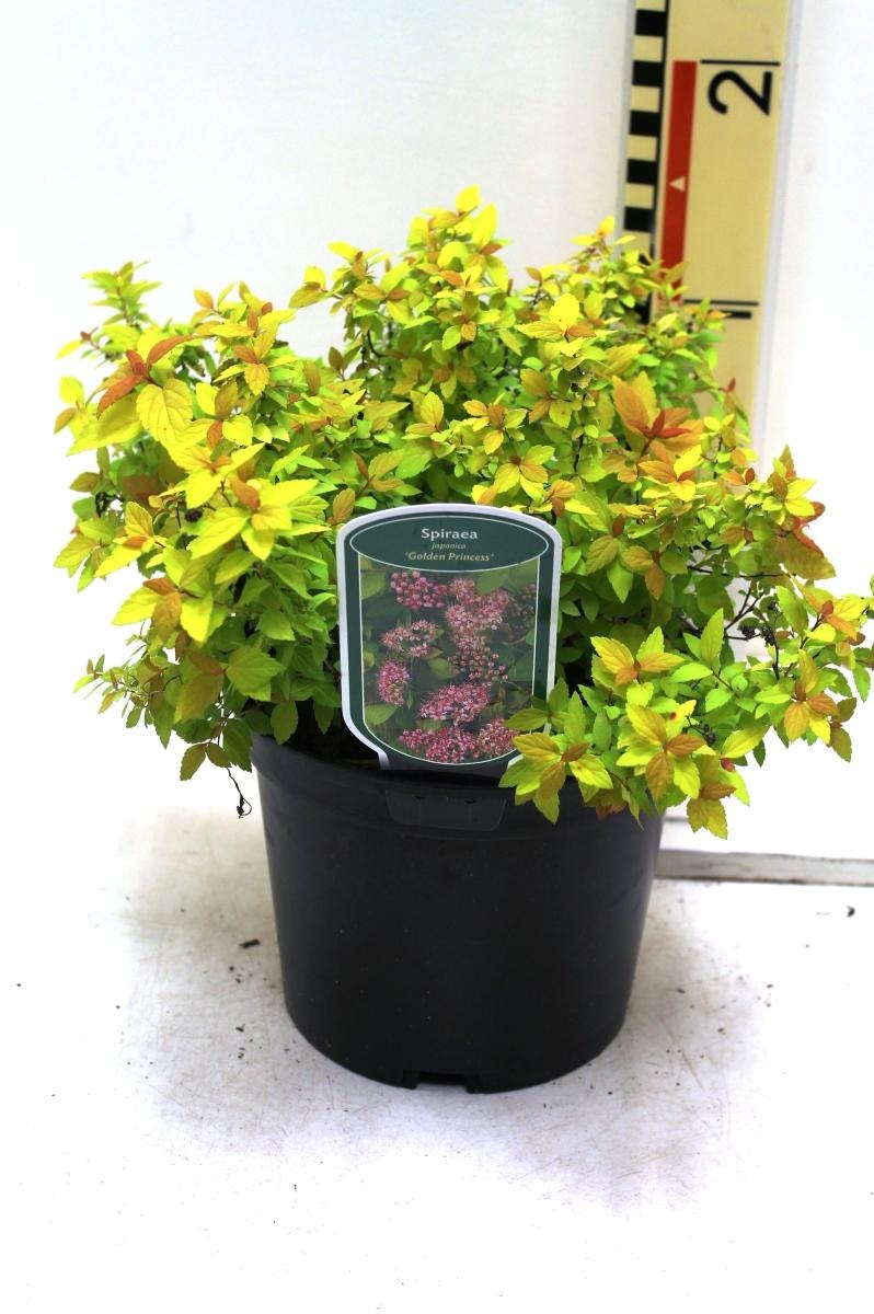 Spiraea jap. 'Golden Princess', D 19