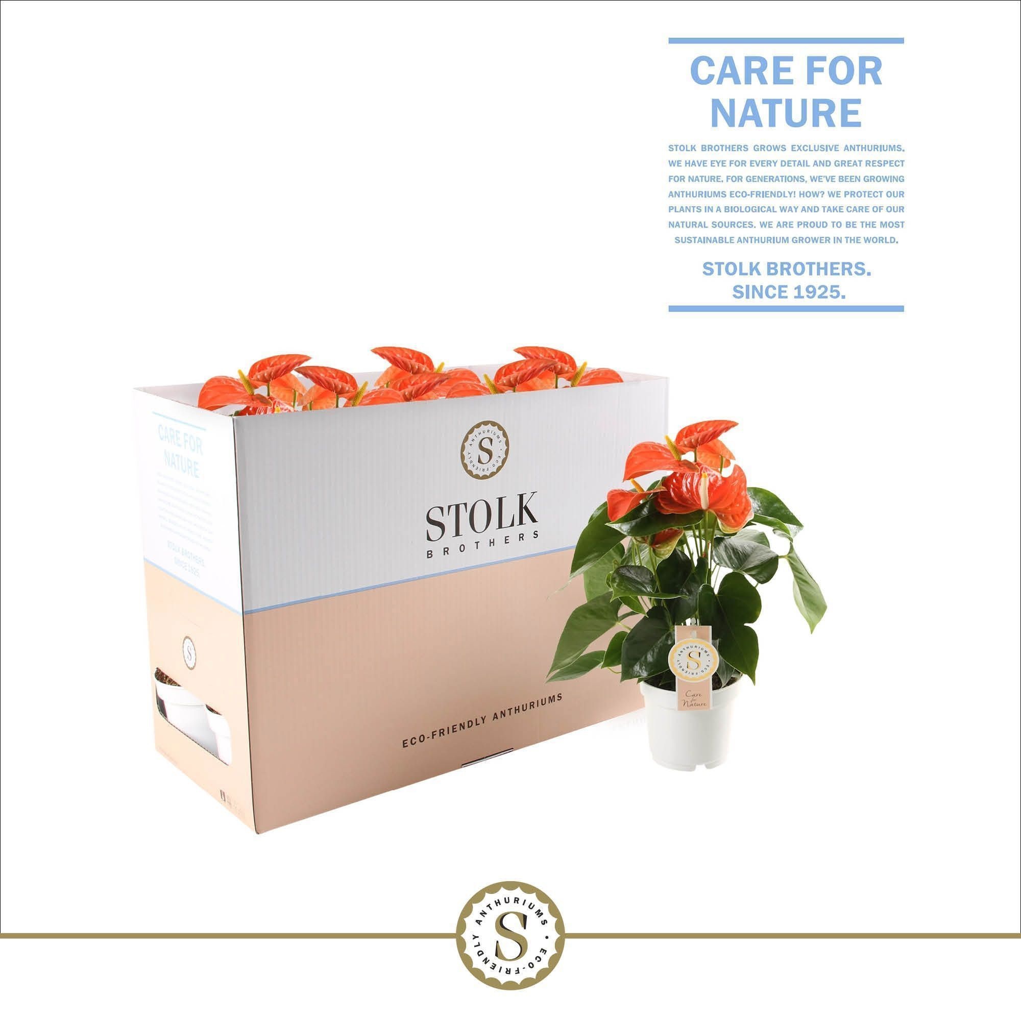 Orange Champion 12cm in Ecobox, D 12