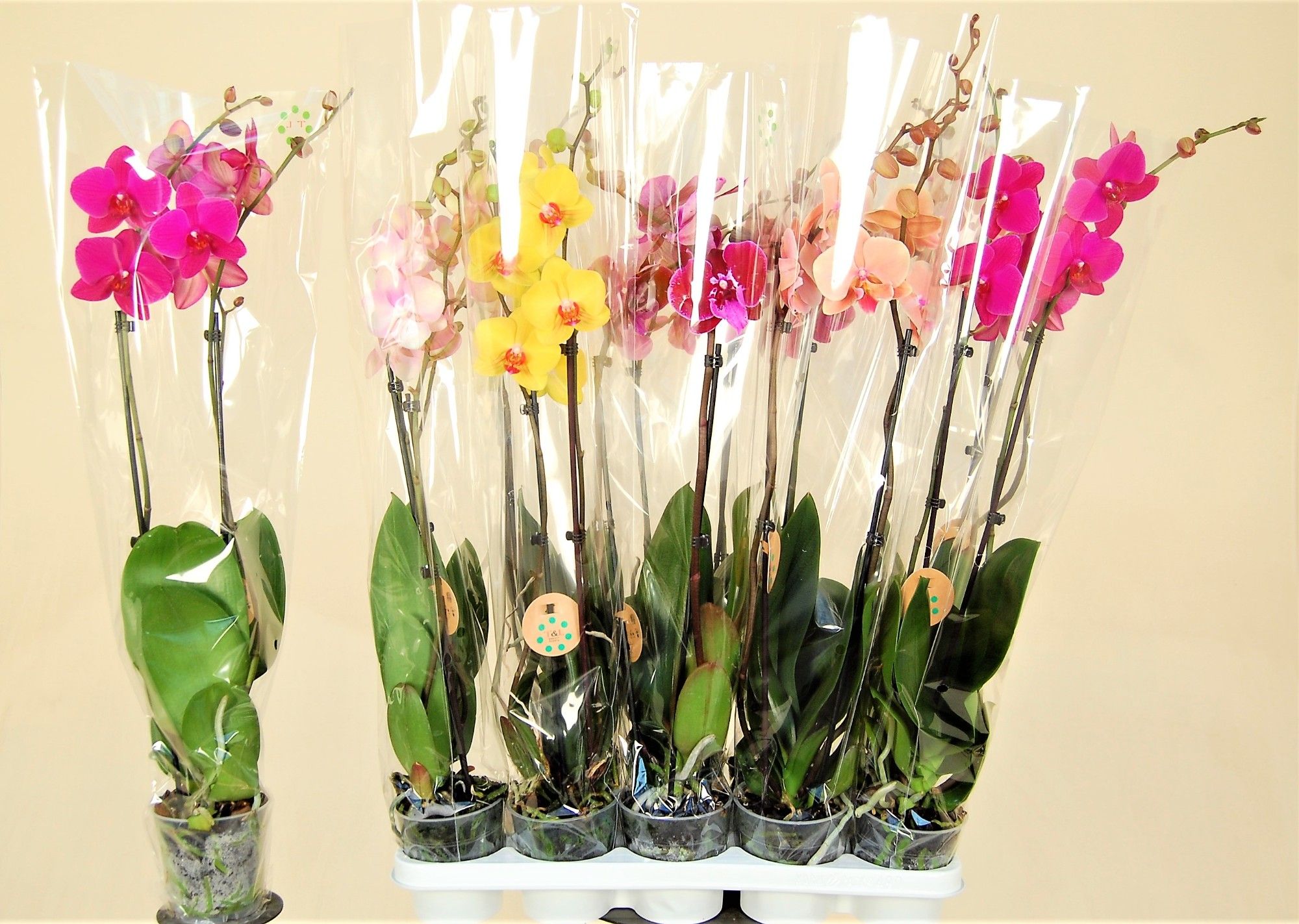 2 Tak Mix 7 KL, D 12