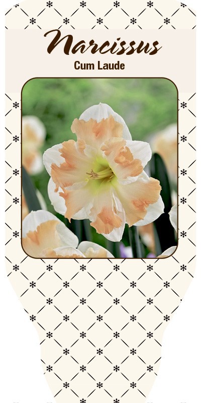 NARCISSUS INCOMPARABILIS 'Cum Lade', D 11