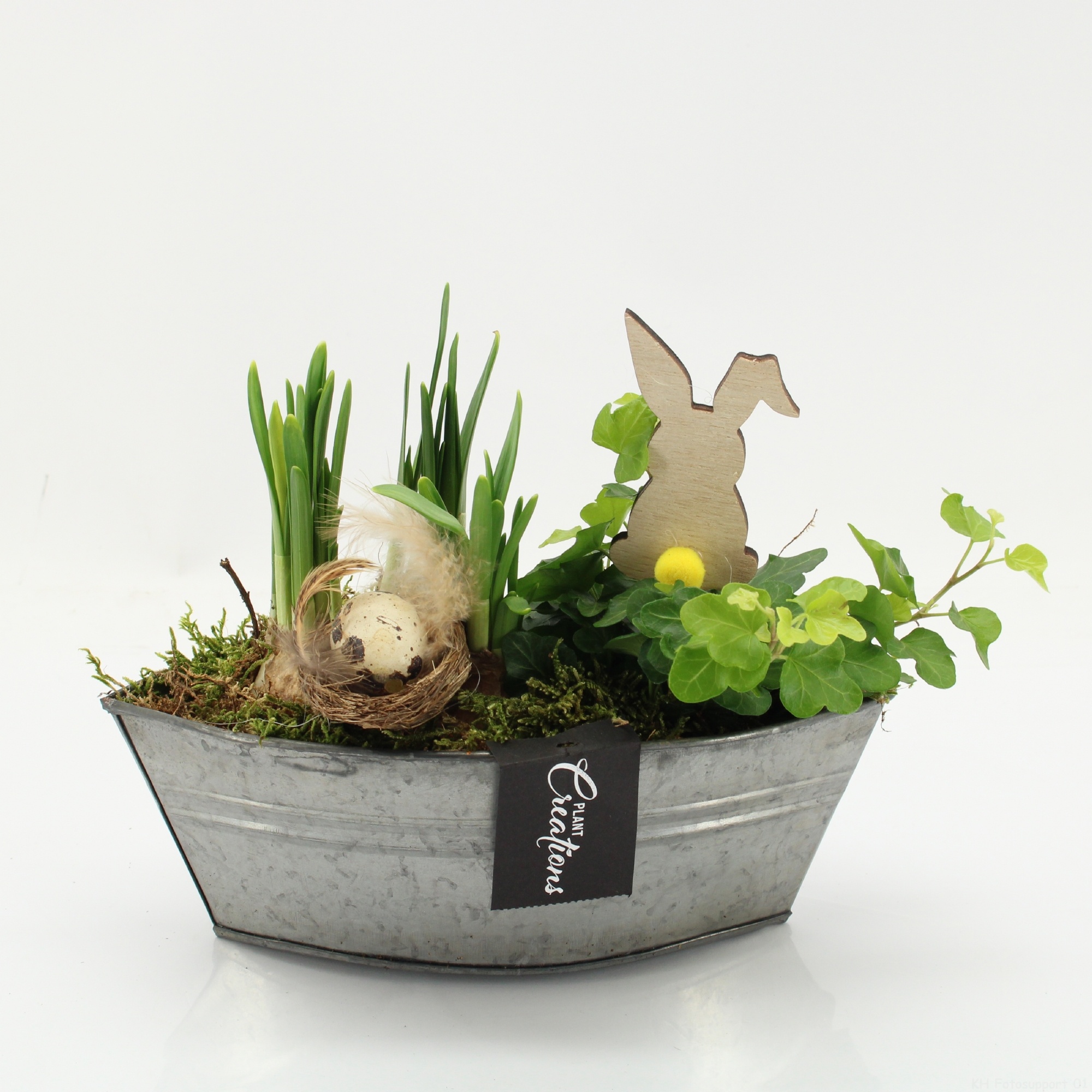 PNCR-2621 Paas narcis creatie, D 22