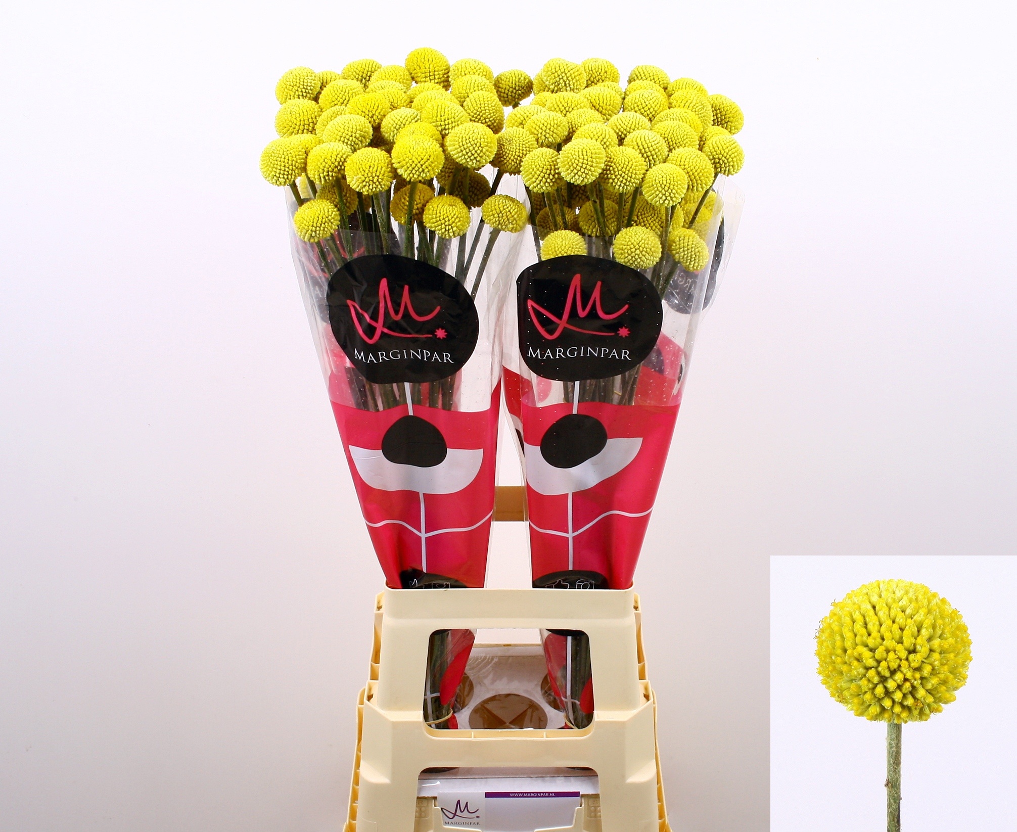 Краспедия Пейнтбол Поп 80 (желт.), шт.