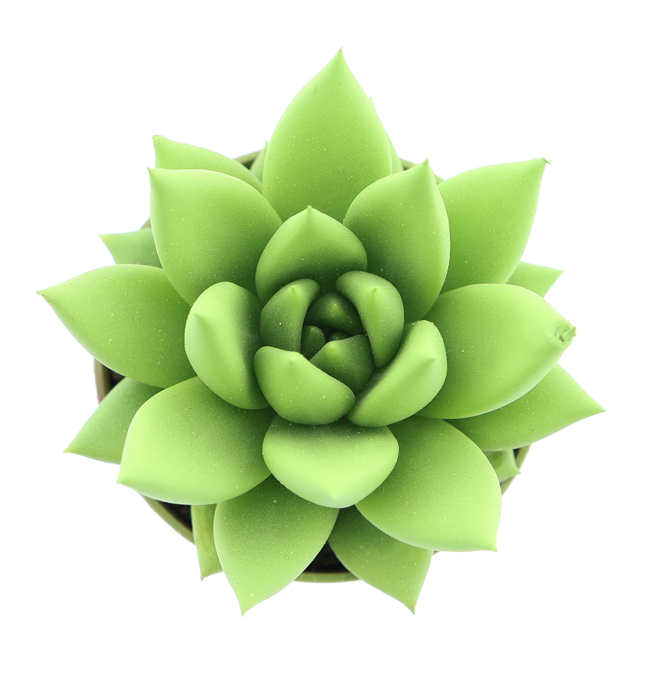 Rainbow yellow-green, D 5,5