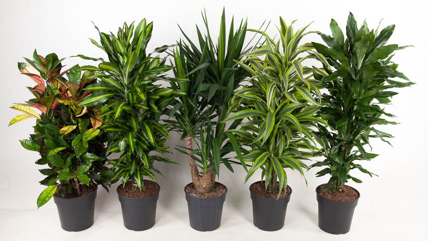 Mix vertakt p27, D 27