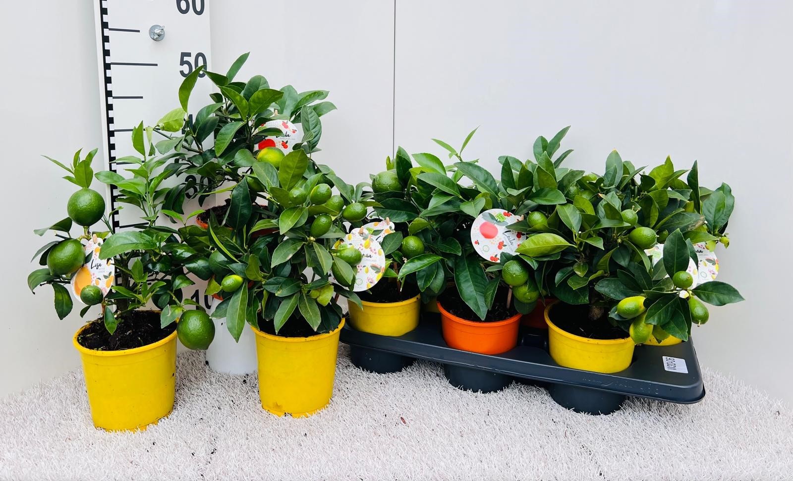 Citrus Mix-Tray 3 Var. medi-stem (s2), D 14