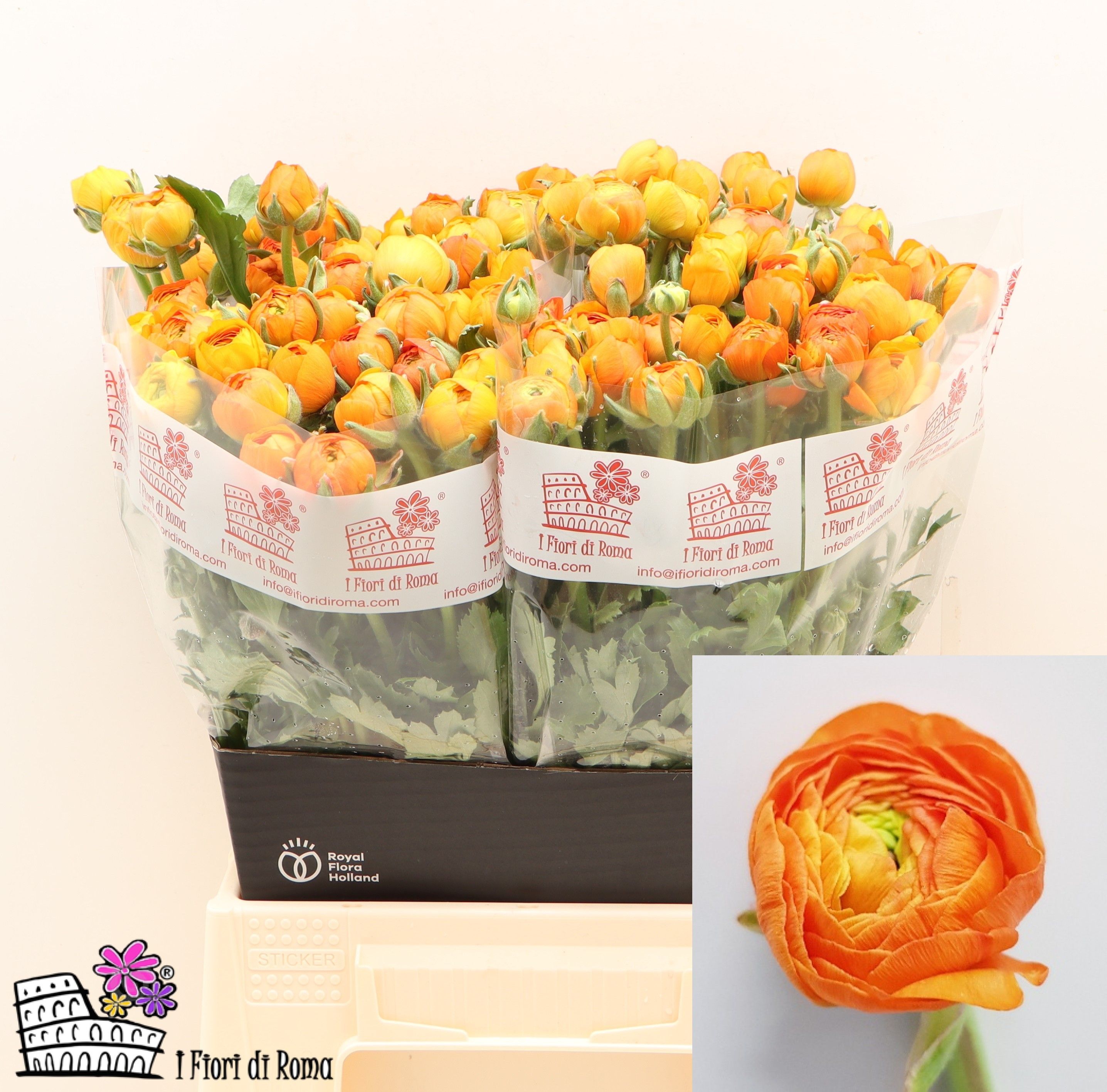 Ранункулус Элеганс Оранж 45 (оранж.), шт.