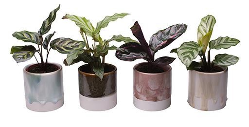 CALATHEA MIX L 65404, D 6