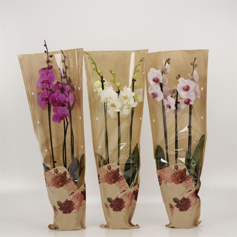 Phalaenopsis gemengd 3 tak mix in moederdag hoes, D 12