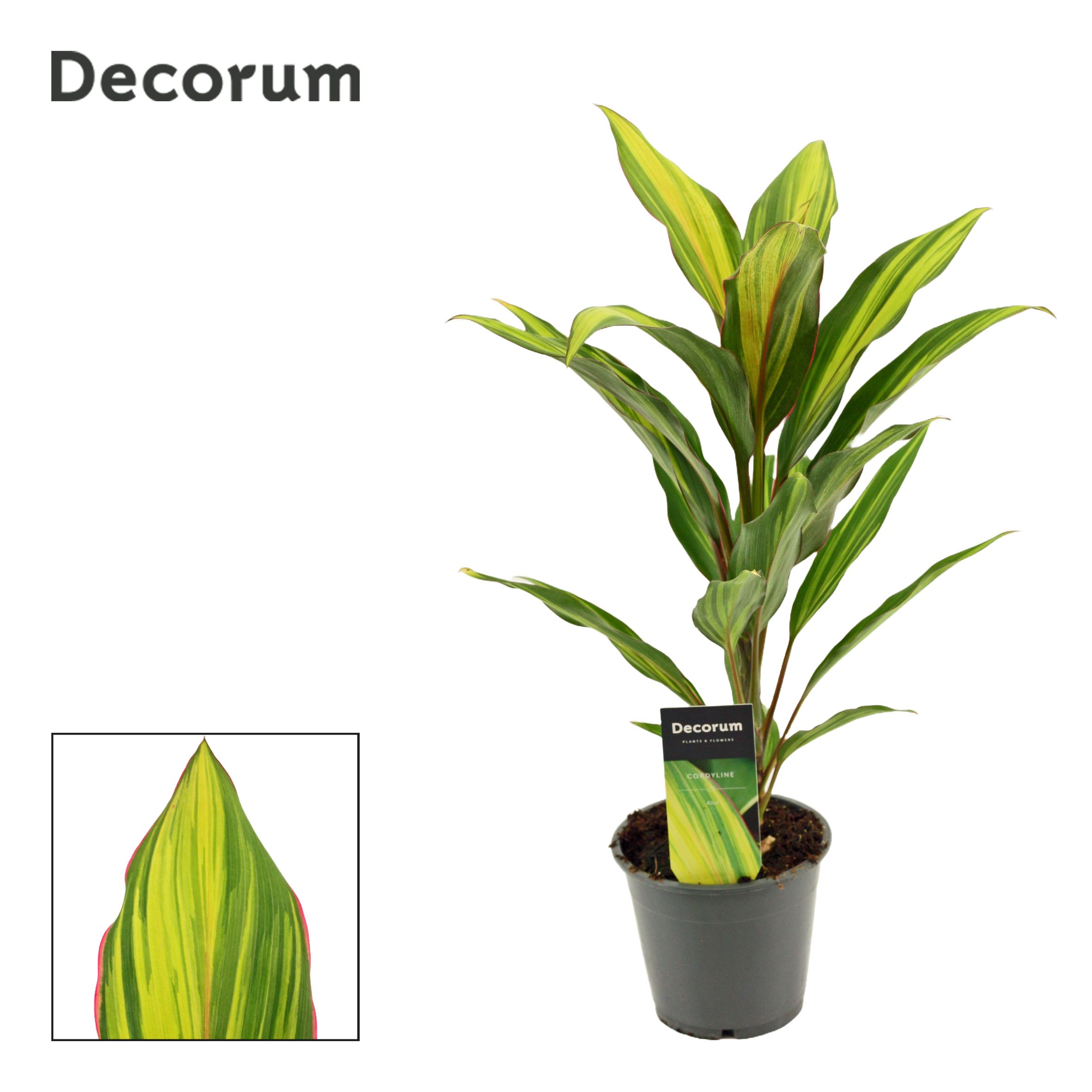 Cordyline Kiwi 12 cm ( Decorum ), D 12