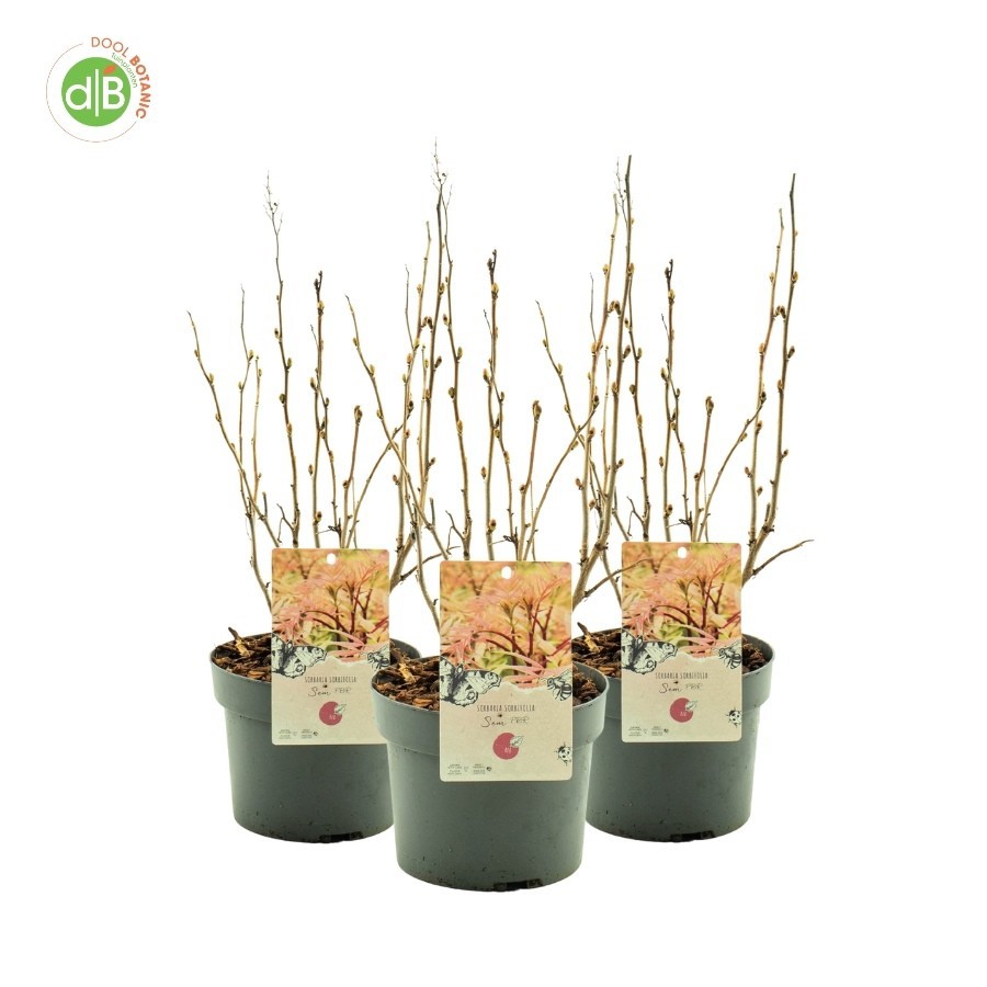 Sorbaria sorb. 'Sem', D 19