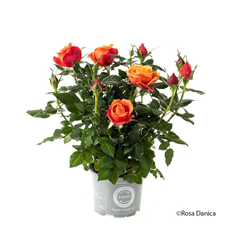 Rosa Magma Kordana Grande, D 10,5 cm