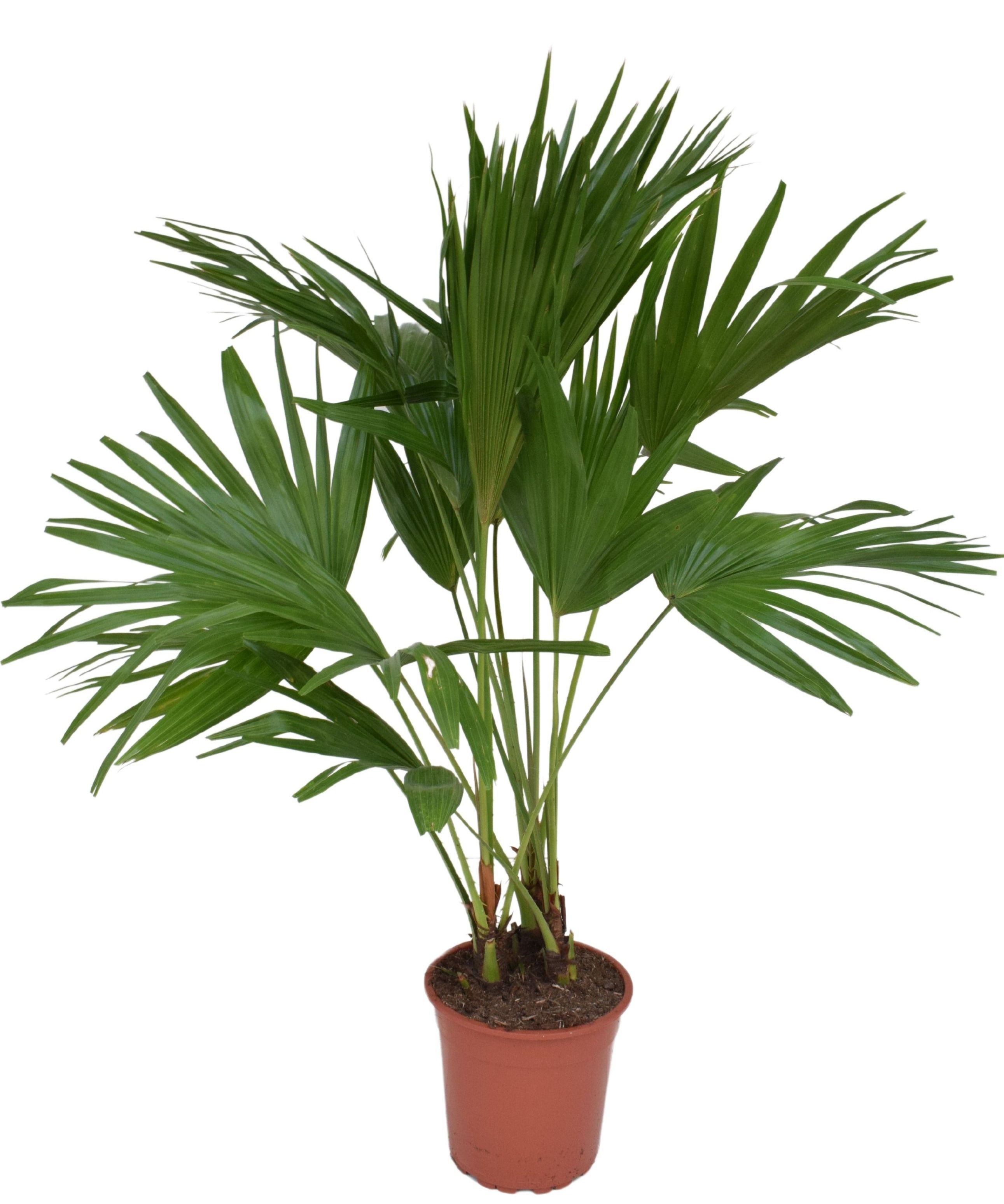 Livistona rotundifolia P24, D 24