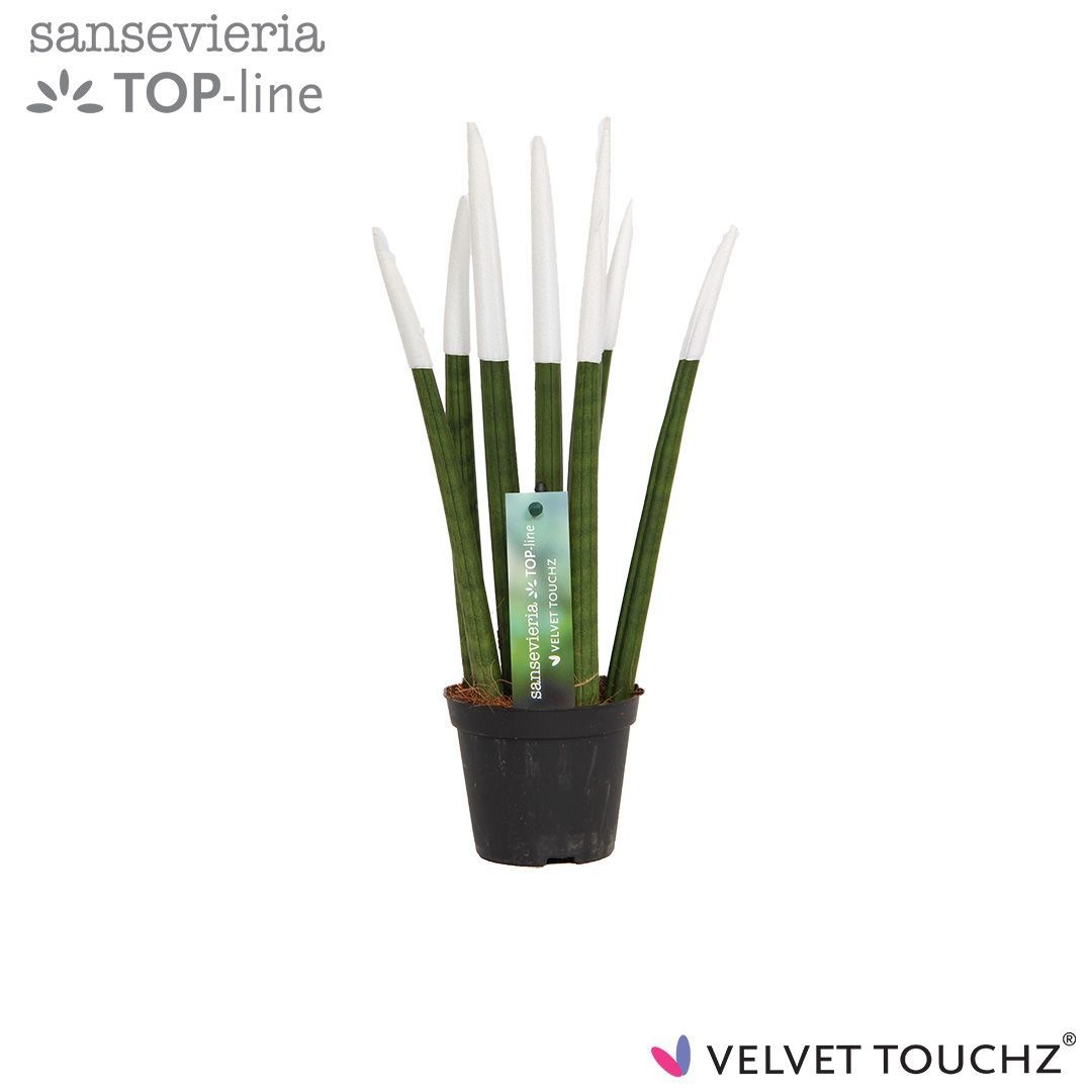 Sansevieria VELVET TOUCHZ® Wit, D 8,5