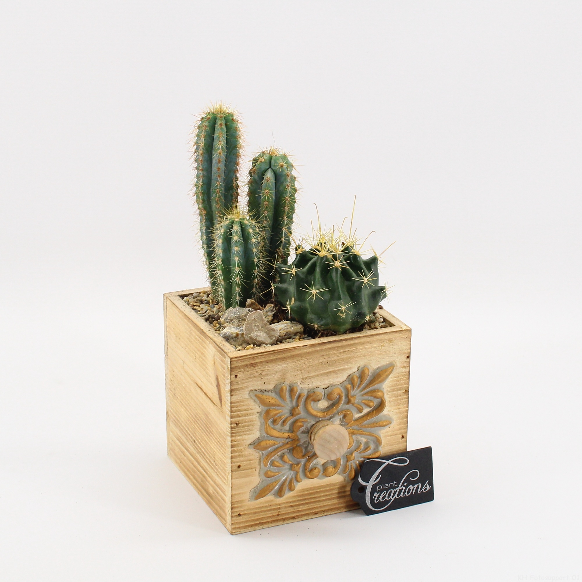 CTCR-2613 Cactus Essentials, D 12