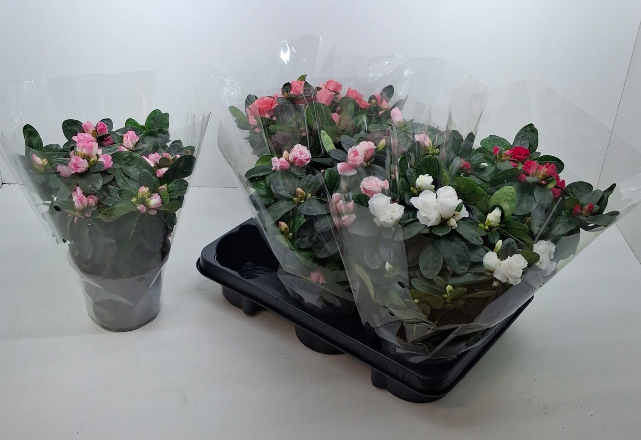 841 ADC : Pot 13 cm Azalea vogel mix kleuren in hoes, D 13