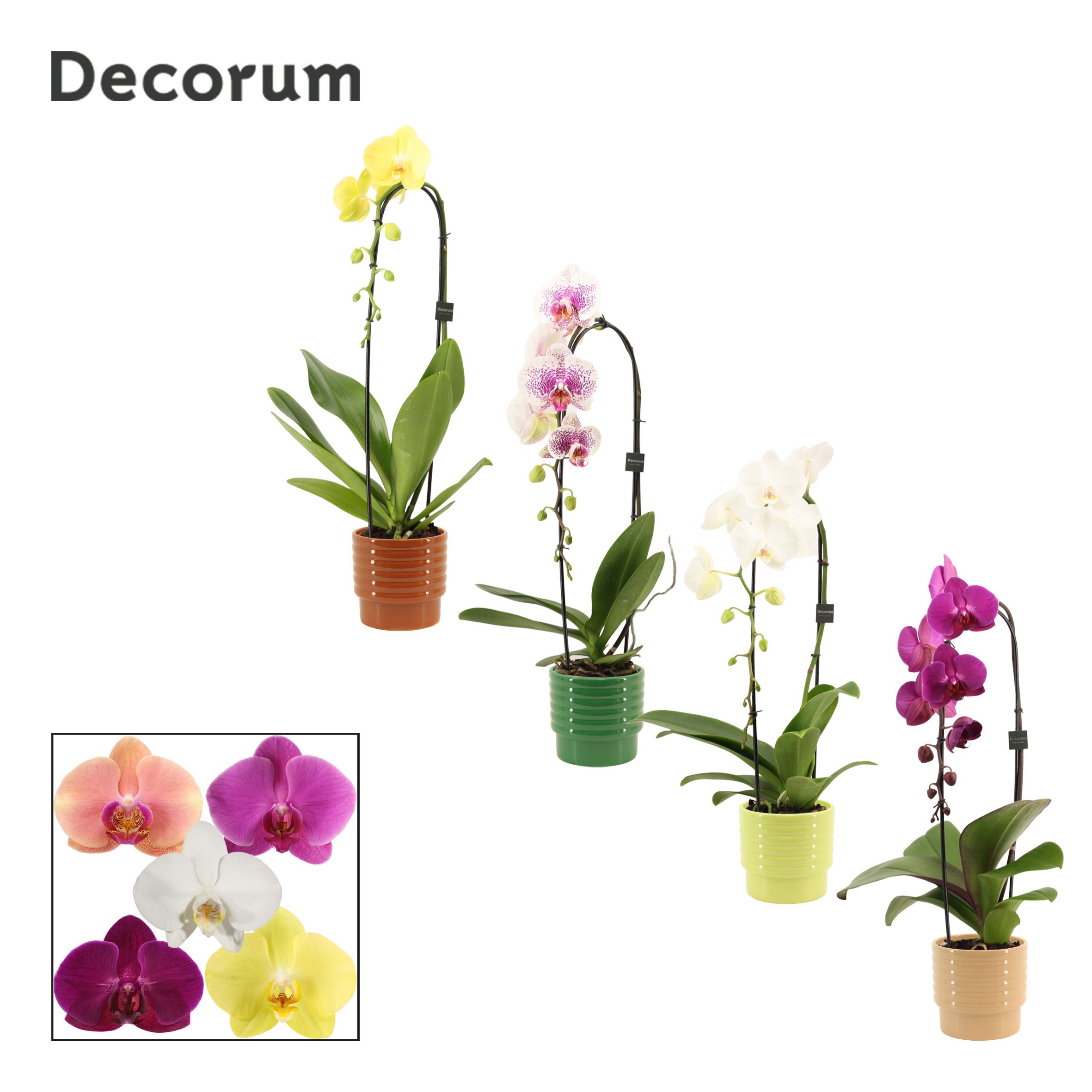 Phalaenopsis cascade 1 tak mix in Naemi (Natural bubble-collecti, D 12