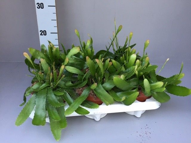 rhipsalis red coral, D 12