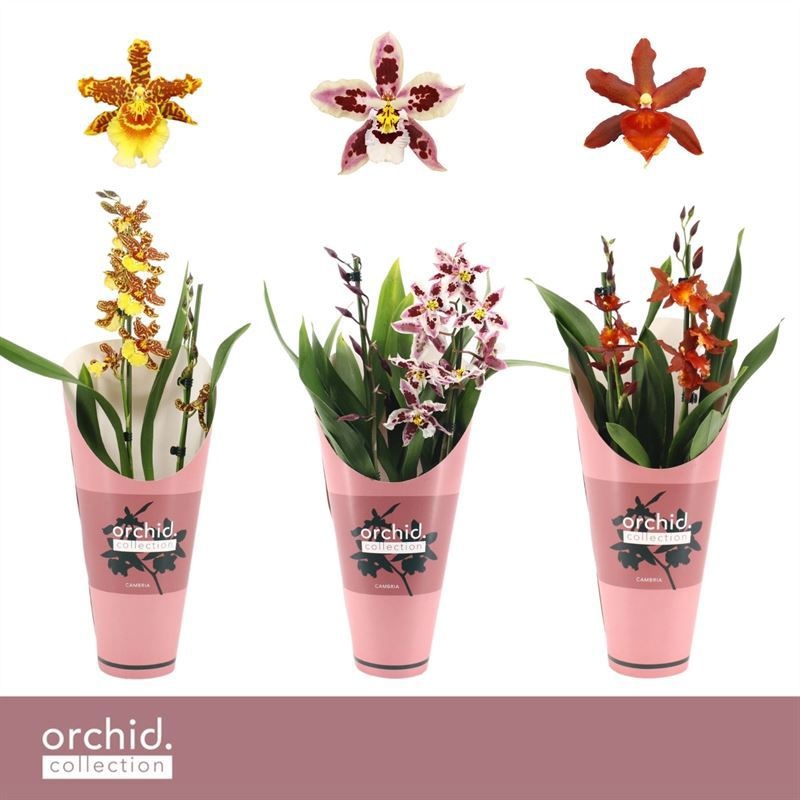 Potcover p12 orchid collection Cambria p12 mix 2T, D 12