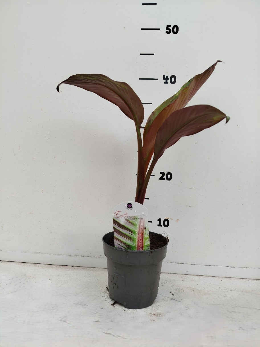 Ensete ventricosum Maurelli, D 12