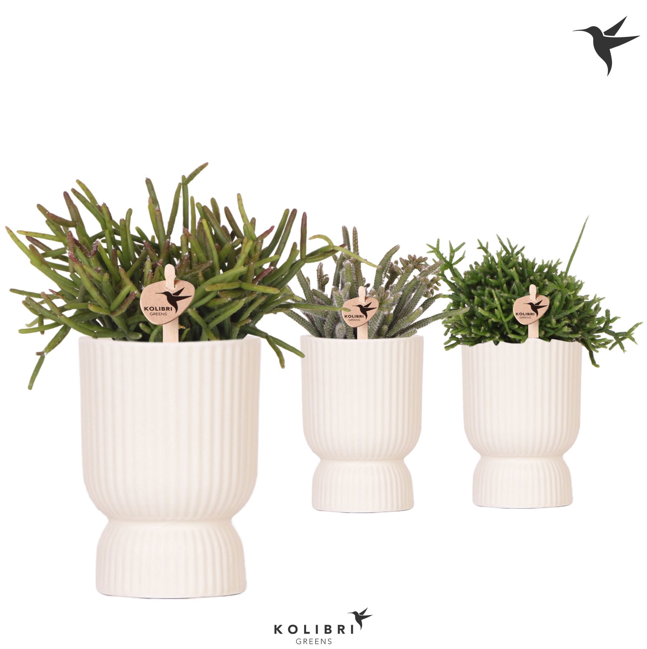Kolibri Greens Rhipsalis mix in Diabolo pot travertine, D 9