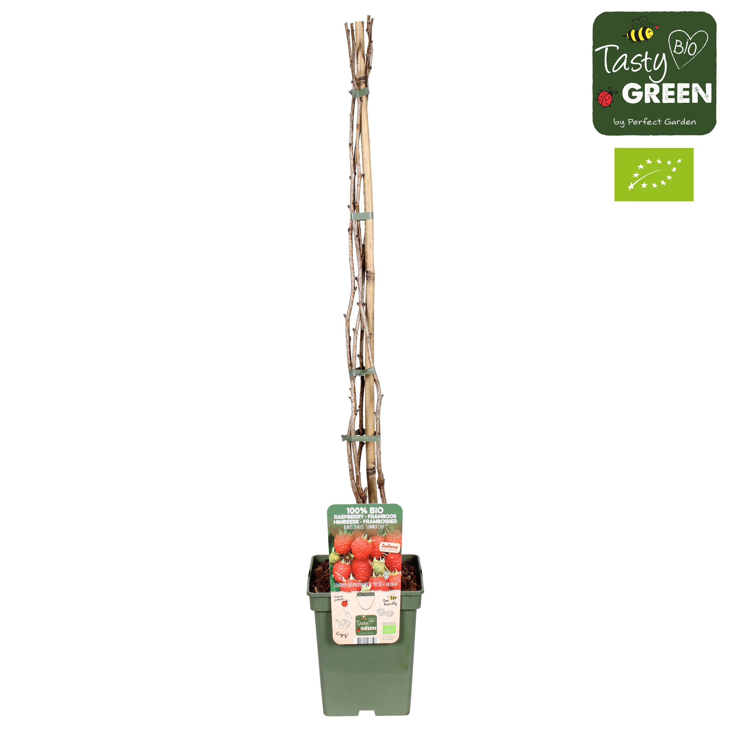 Rubus ideaus Summer Chef® Bio P23, D 23