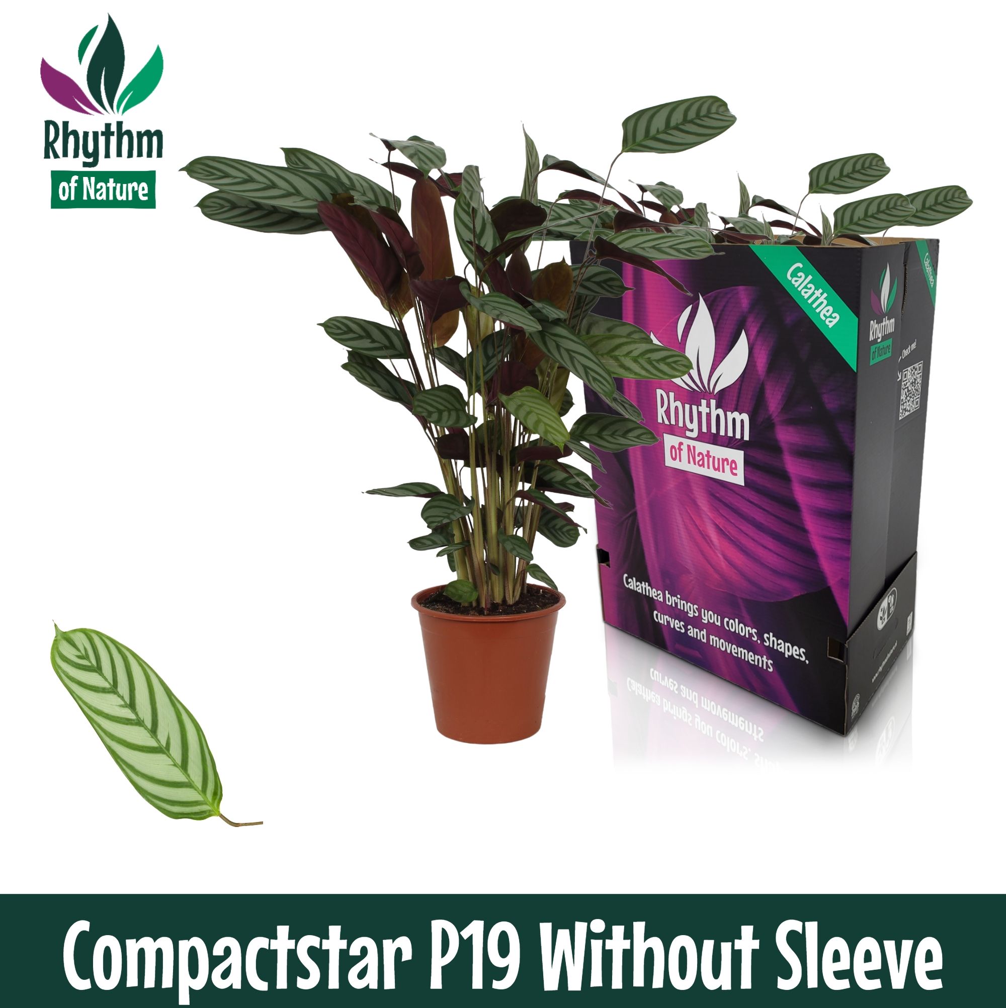 Calathea 19cm Compactstar - Rhythm of Nature zonder hoes, D 19