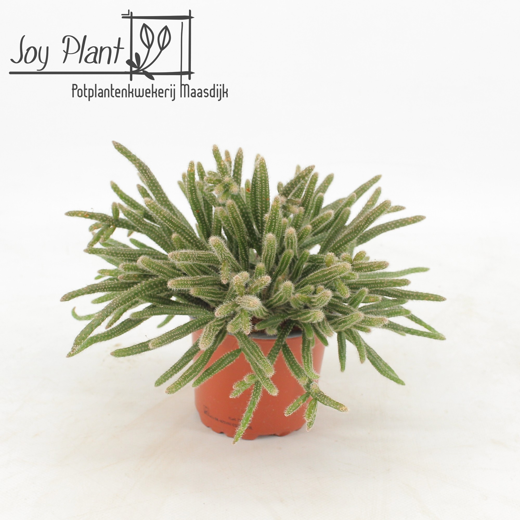 Rhipsalis horrida p10,5 zonder kwekersetiket, D 10,5