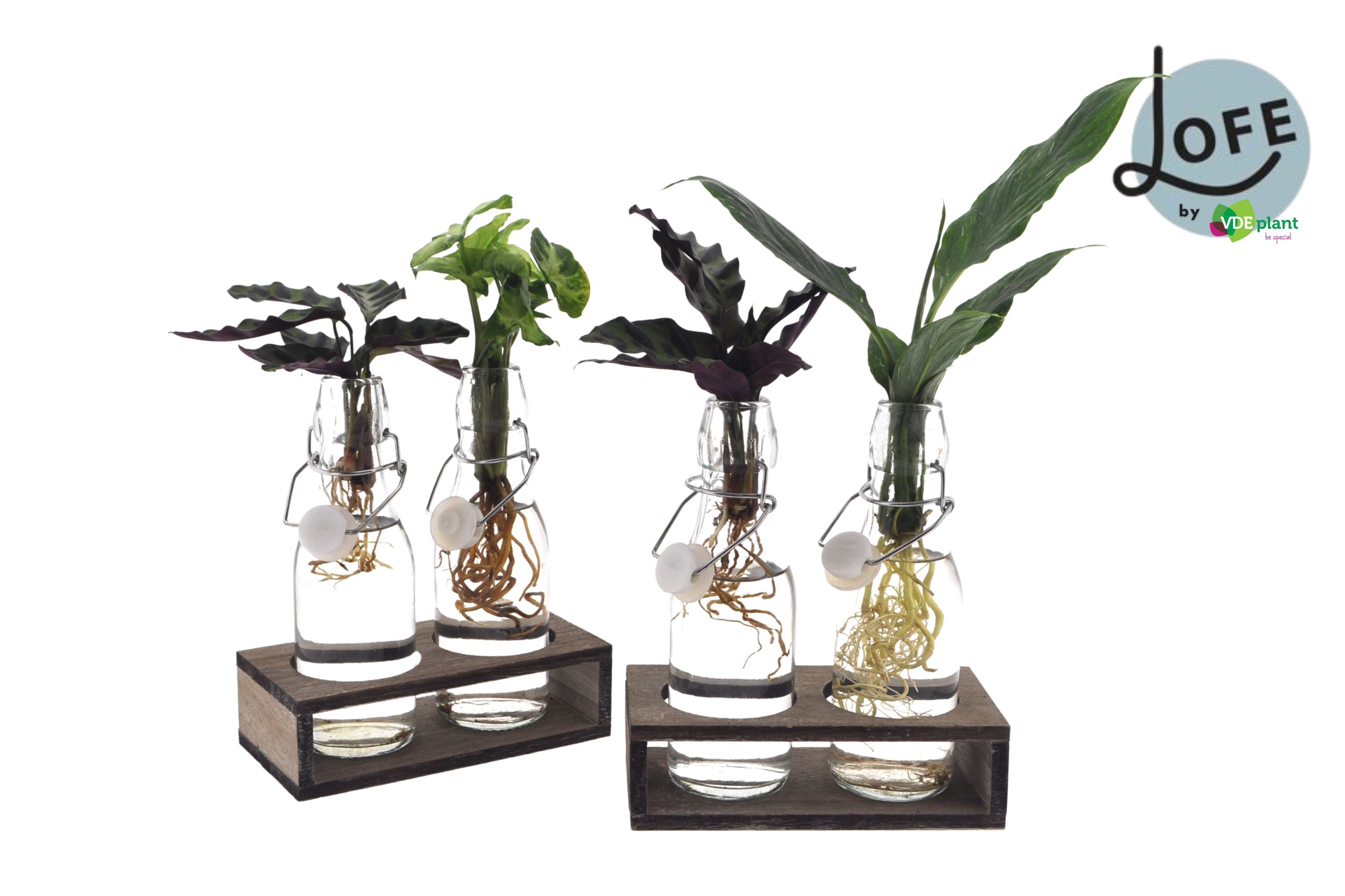 LOFE | Intenz mix in Ann Glas (witte dop) + Naturel Duo, D 7