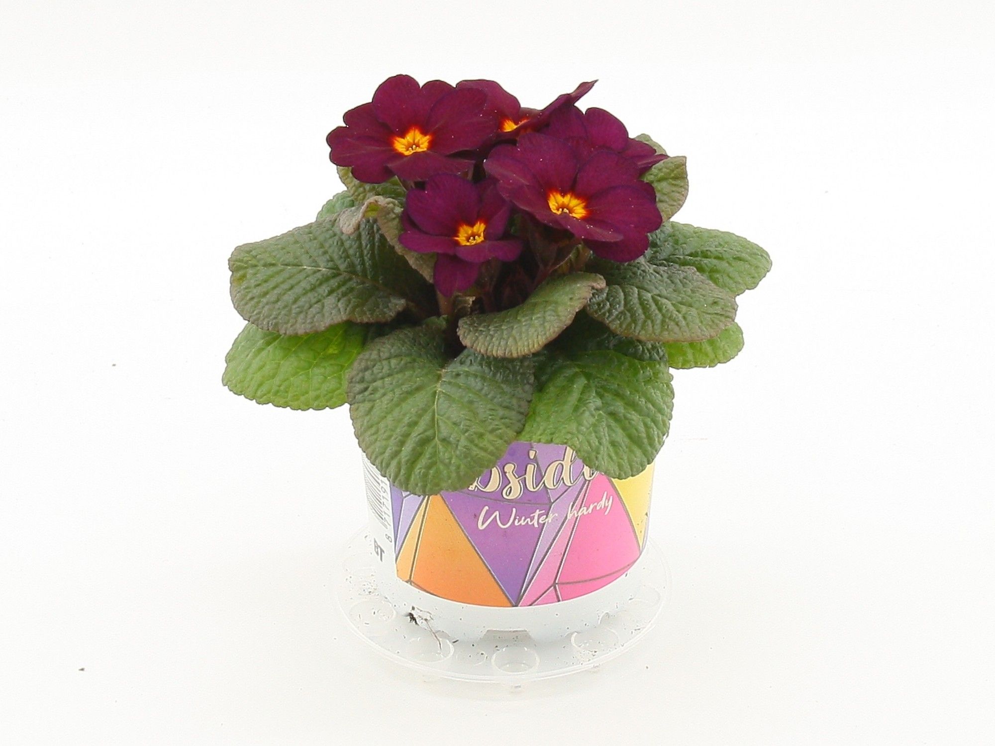 Obsidian winterhard primula Purple, D 10,5