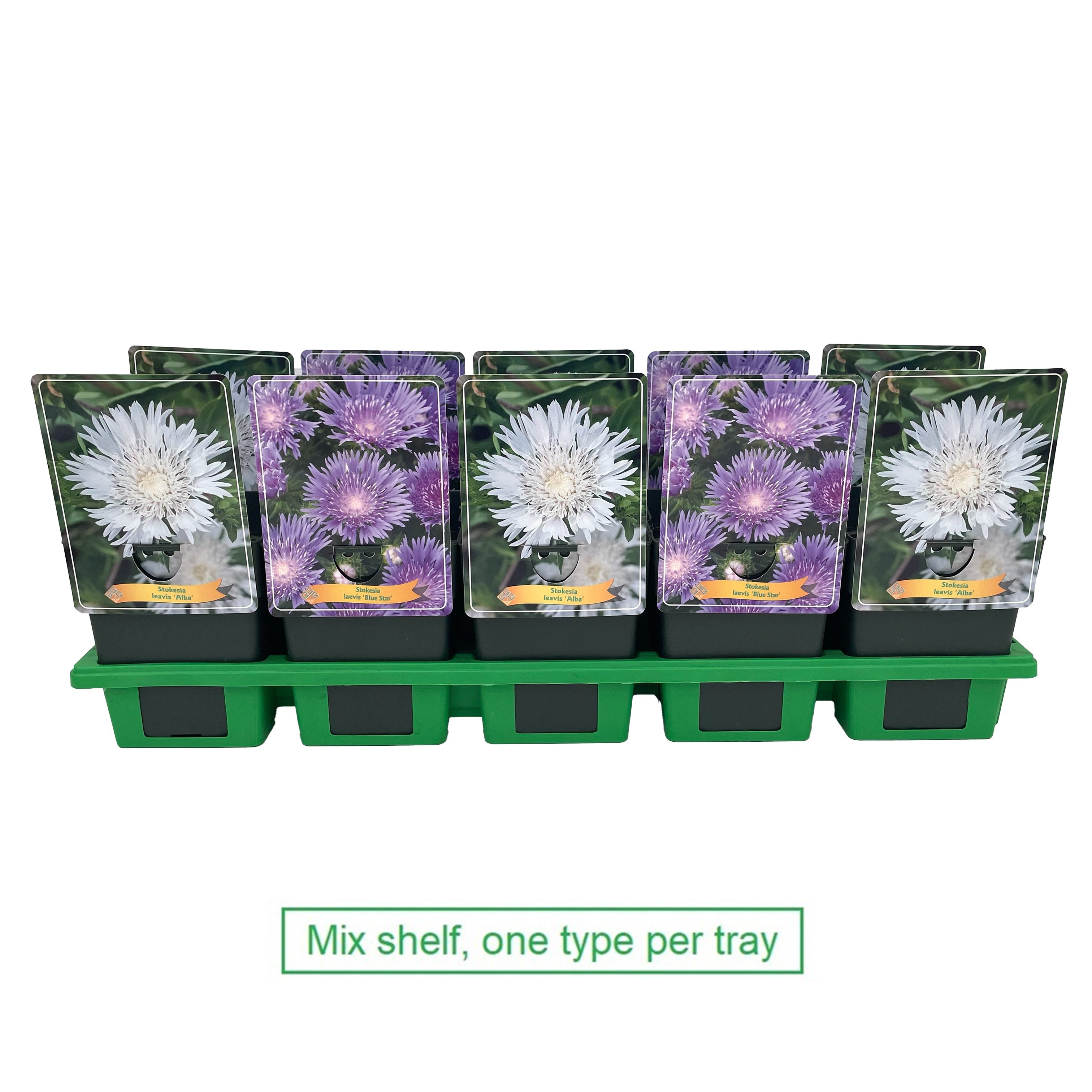 Stokesia mix laag P11, D 11