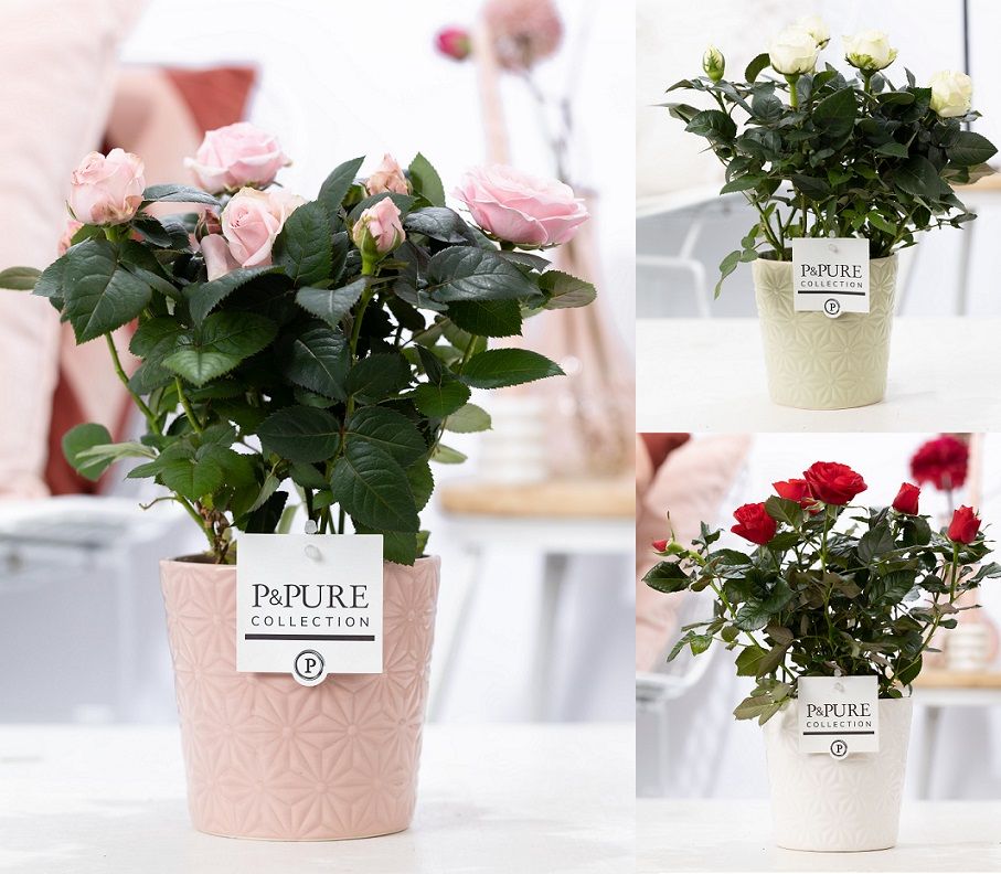 Rosa gemengd in P&PURE Juliette ceramics ass. 3, D 12