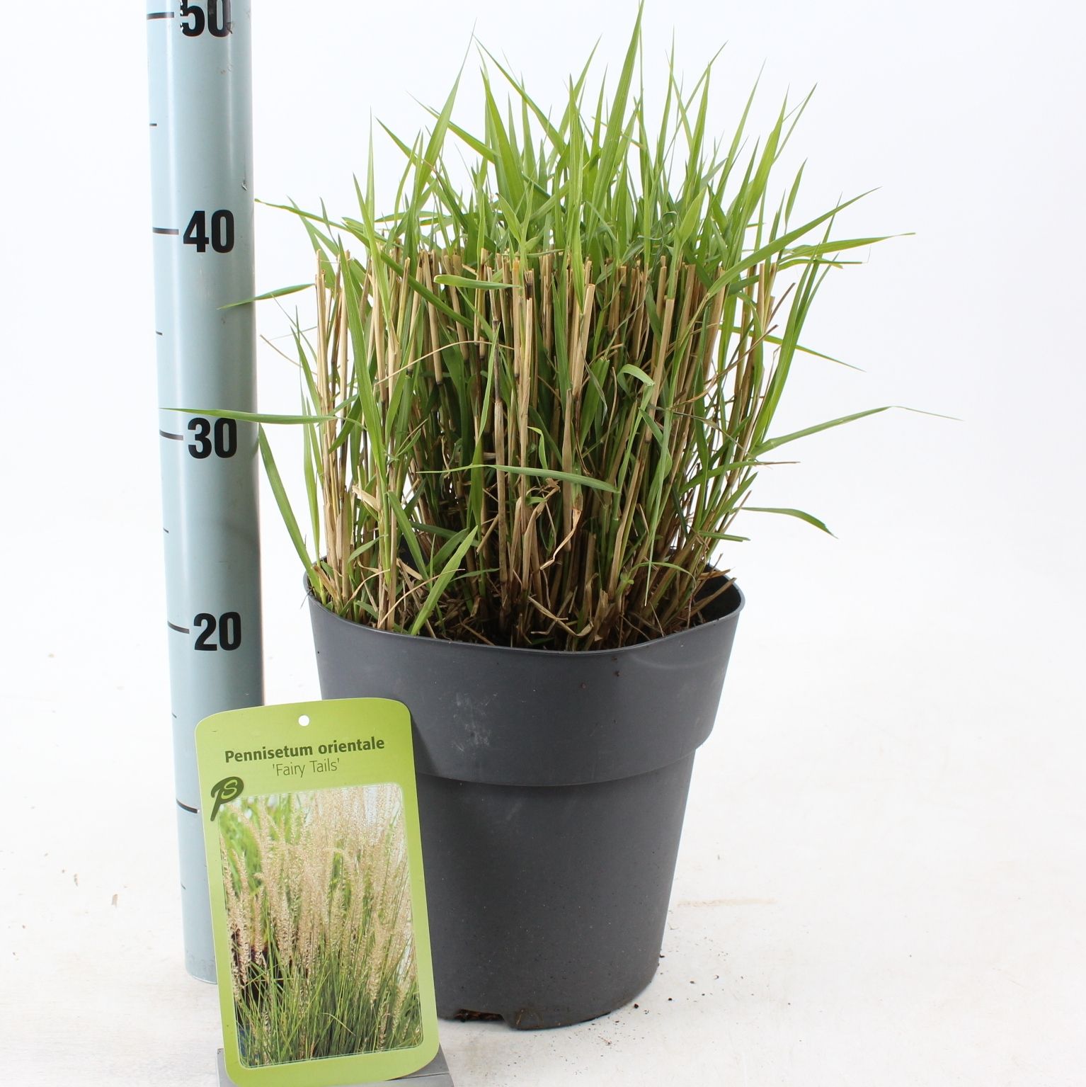 Pennisetum orientale 'Fairy Tails', D 23