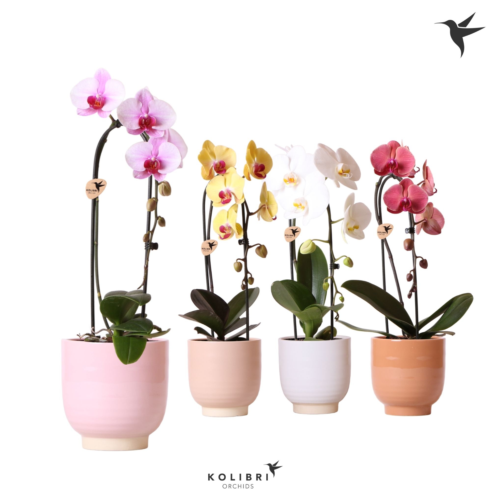 Kolibri Orchids Cascade Niagara Fall mix 1 spike in Glazed pot mix, D 12