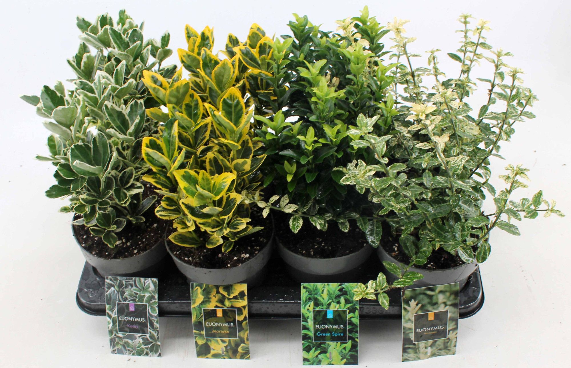 Euonymus japonicus gemengd, D 15