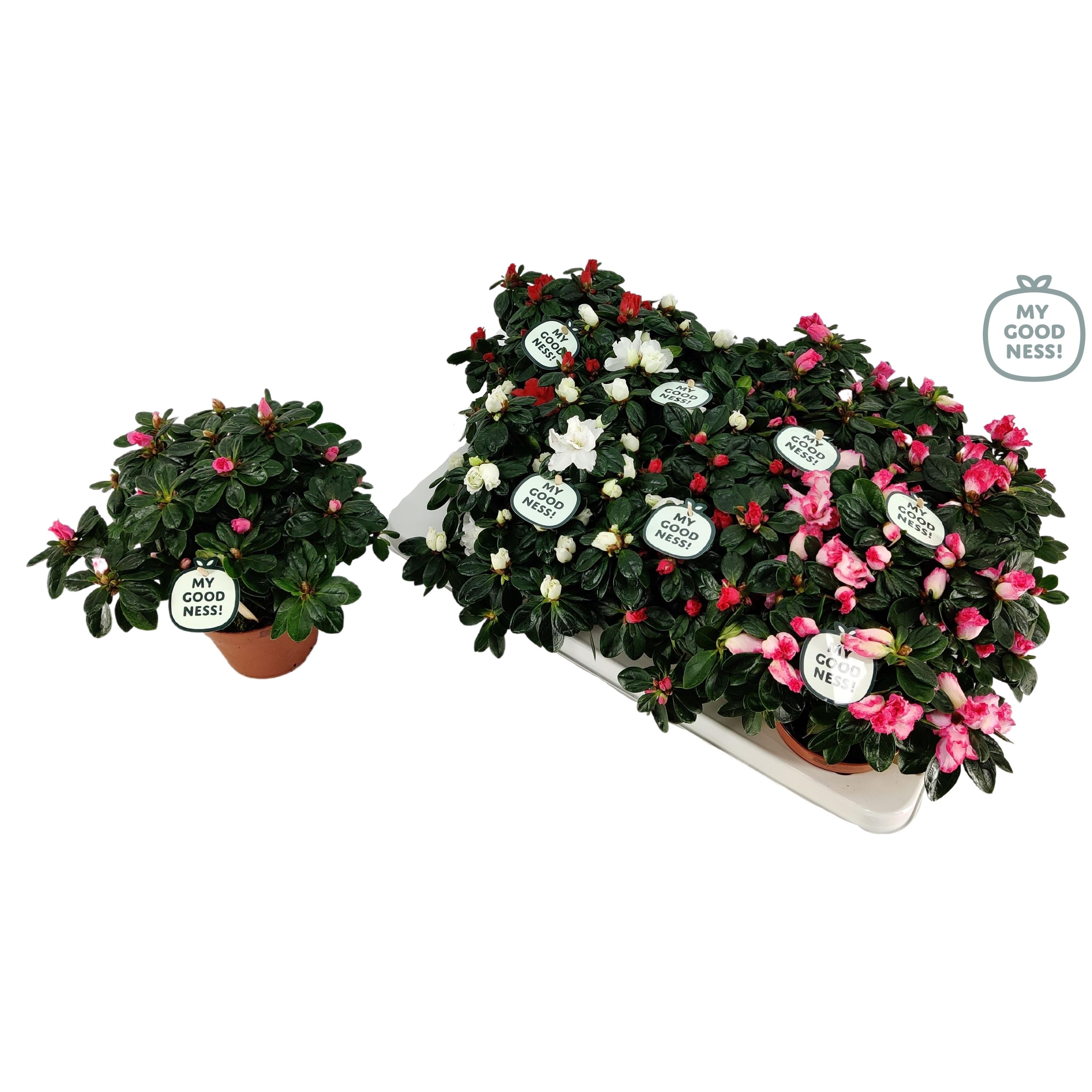 Azalea 17 /P12 'Mix CC' V kleurtonend (Premium), D 12