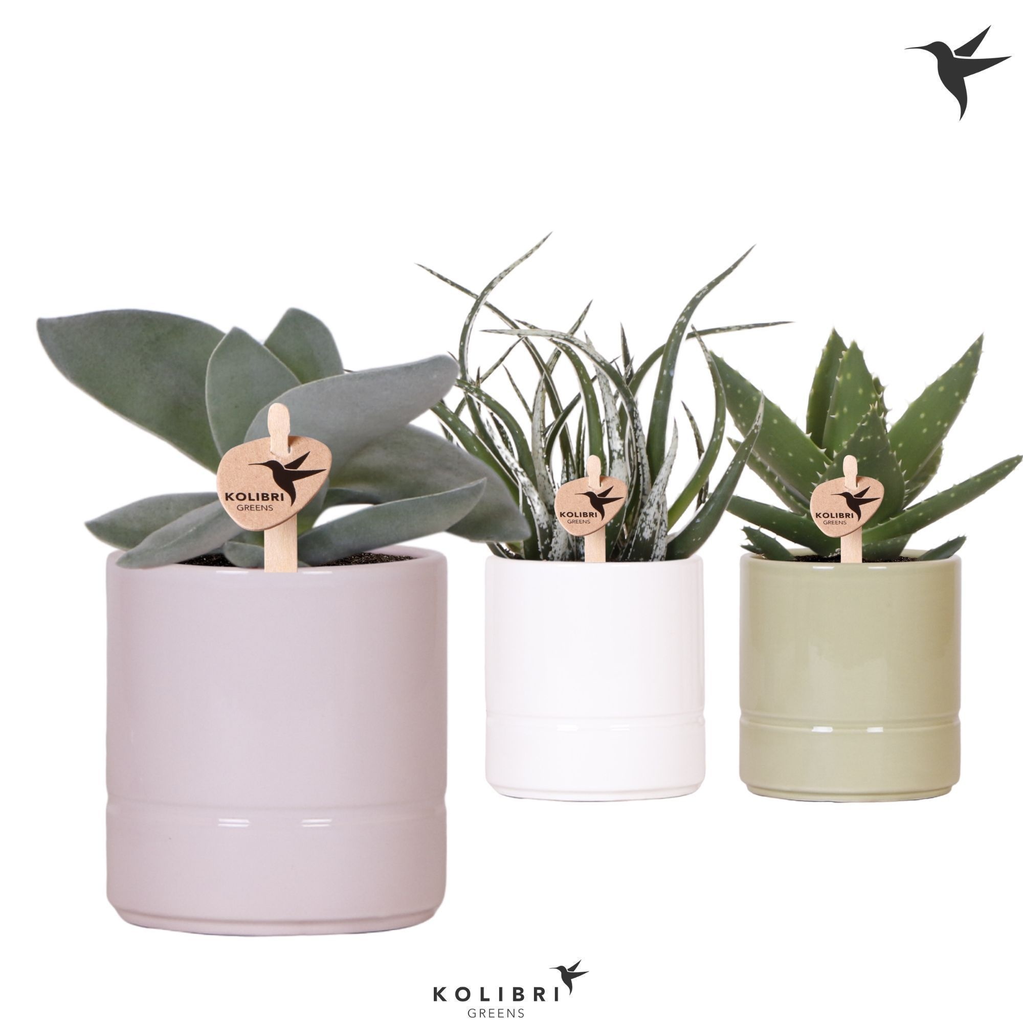 Kolibri Greens Succulenten mix in Pastel pot mix, D 9