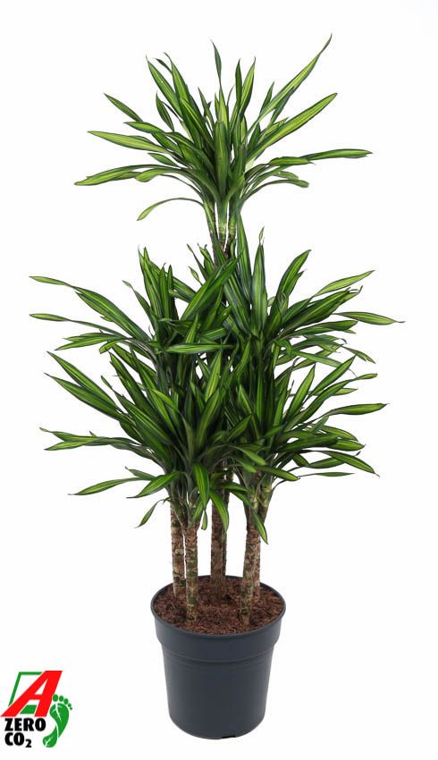 Dracaena Riki 90-carrousel, D 31