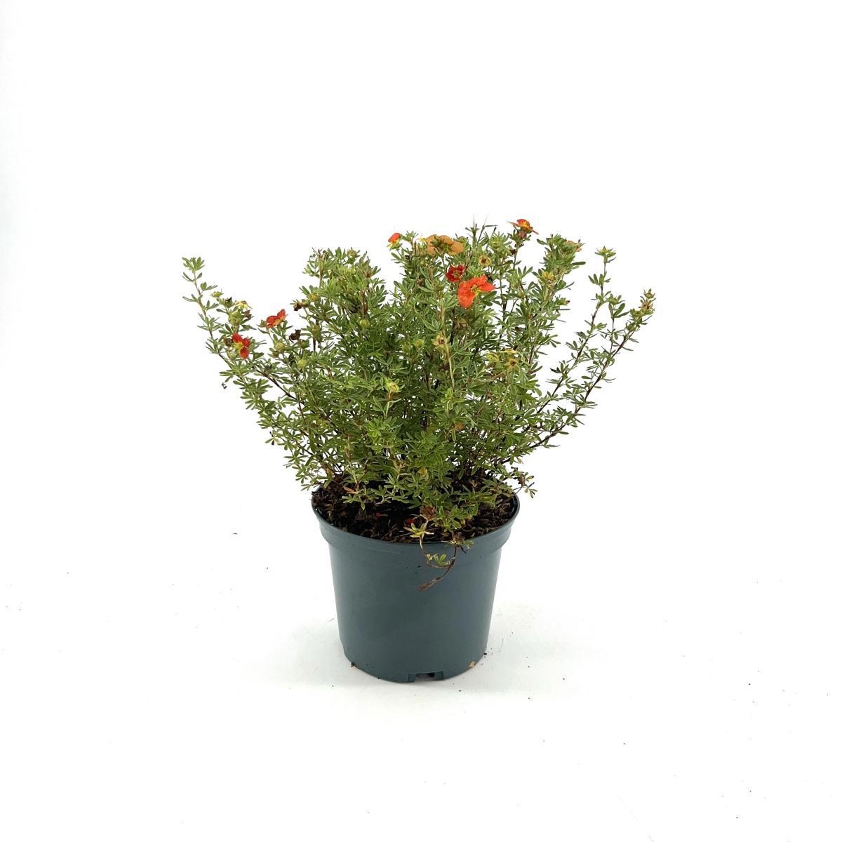 Potentilla f. 'Red Joker', D 17
