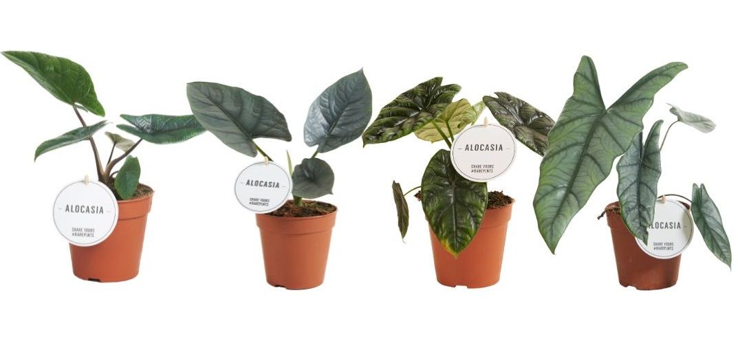 Alocasia Mix Laag, D 12